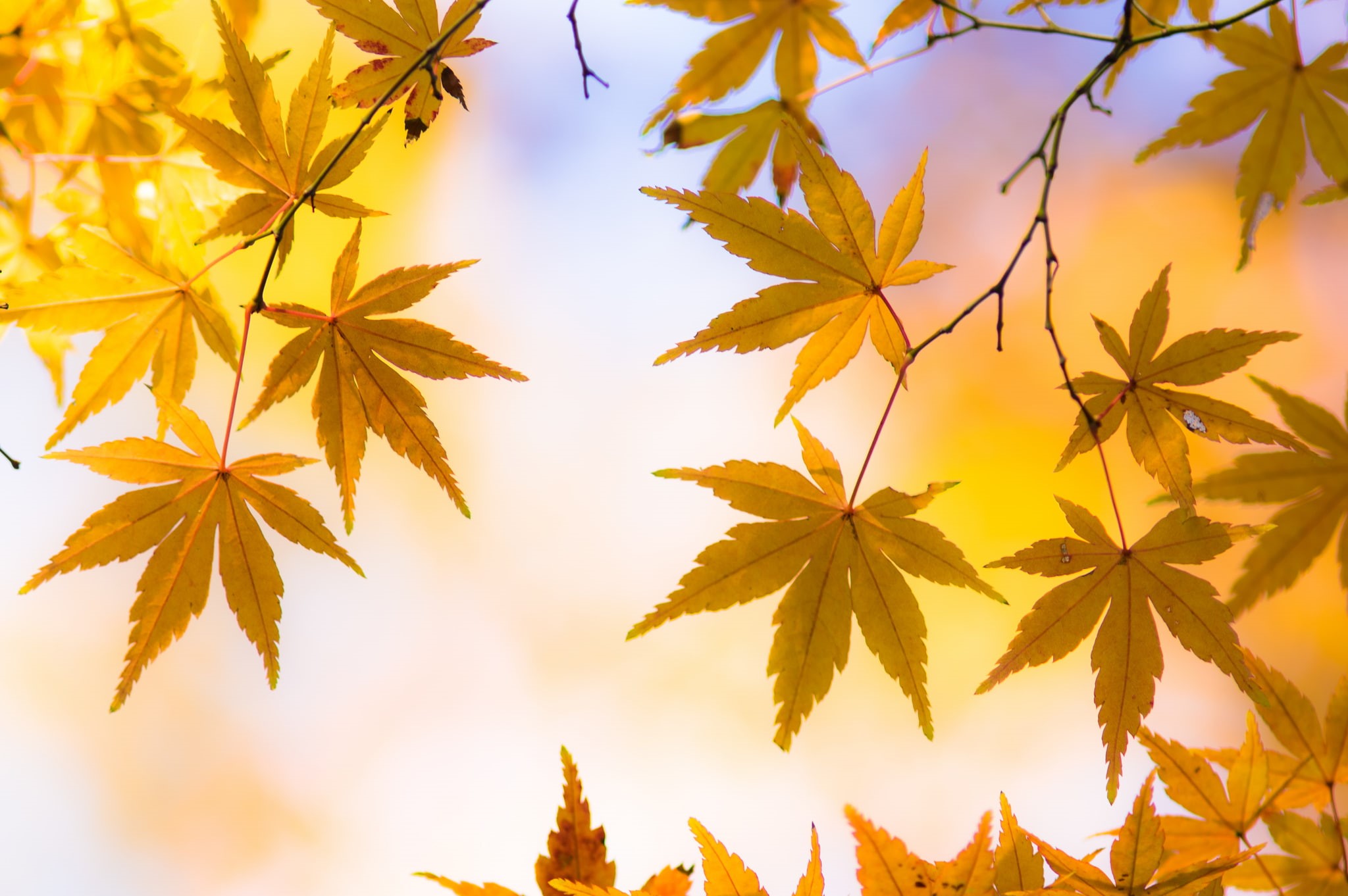 tree, maple leaf, change, orange color, leaves, day, colorful, plant part, macro, growth, 1080P, sunlight, yellow, autumn, Japanese maple, leaf, nature, HD Wallpaper