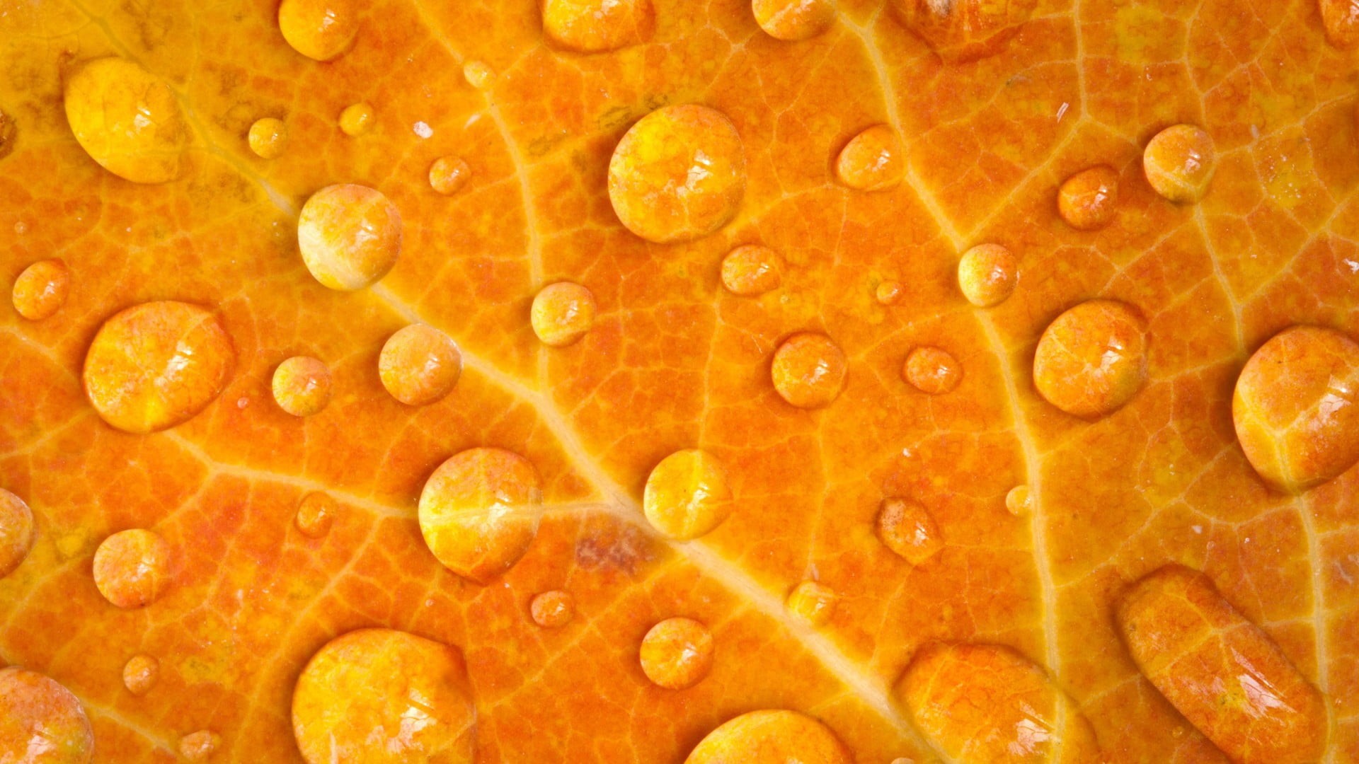 macro, food, close-up, ripe, science, wellbeing, organic, nature, fruit, healthy eating, orange color, closeup, freshness, citrus fruit, backgrounds, veins, HD Wallpaper