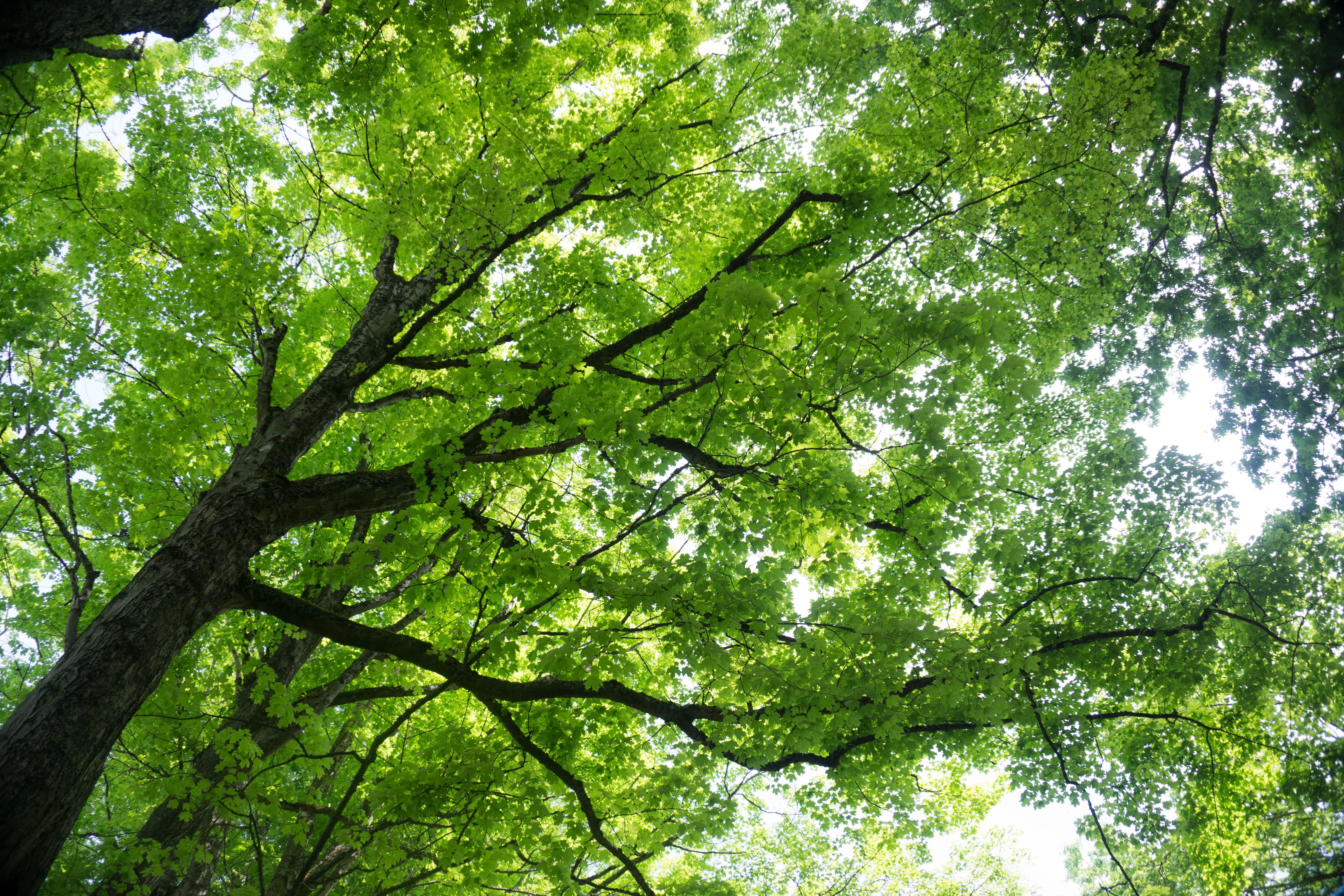 no people, plant, maple leaves, sunlight, green color, branch, bamboo - plant, trees, nature, tree, tranquility, full frame, day, beauty in nature, directly below, HD Wallpaper
