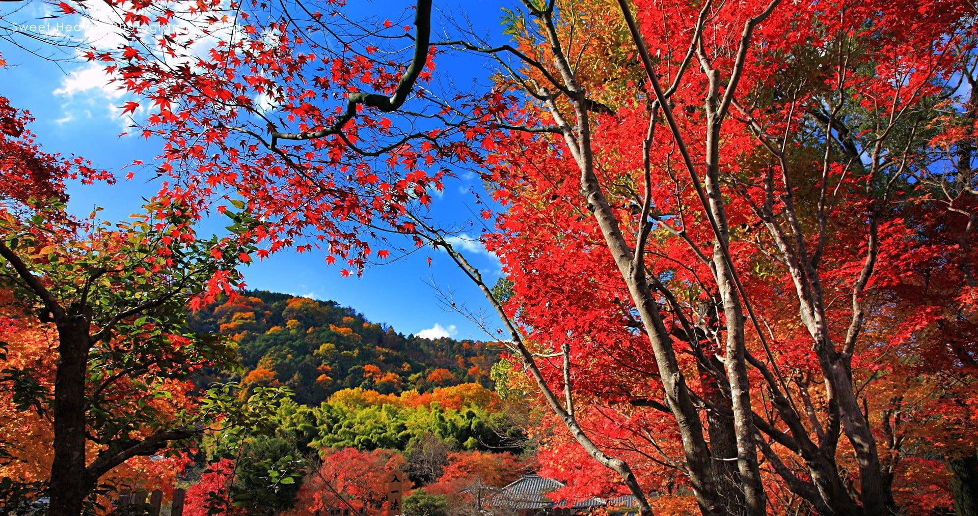 sky, tranquil scene, natural condition, leaves, forest, tree, tranquility, maple leaves, red, non-urban scene, autumn collection, growth, trees, fall, change, HD Wallpaper