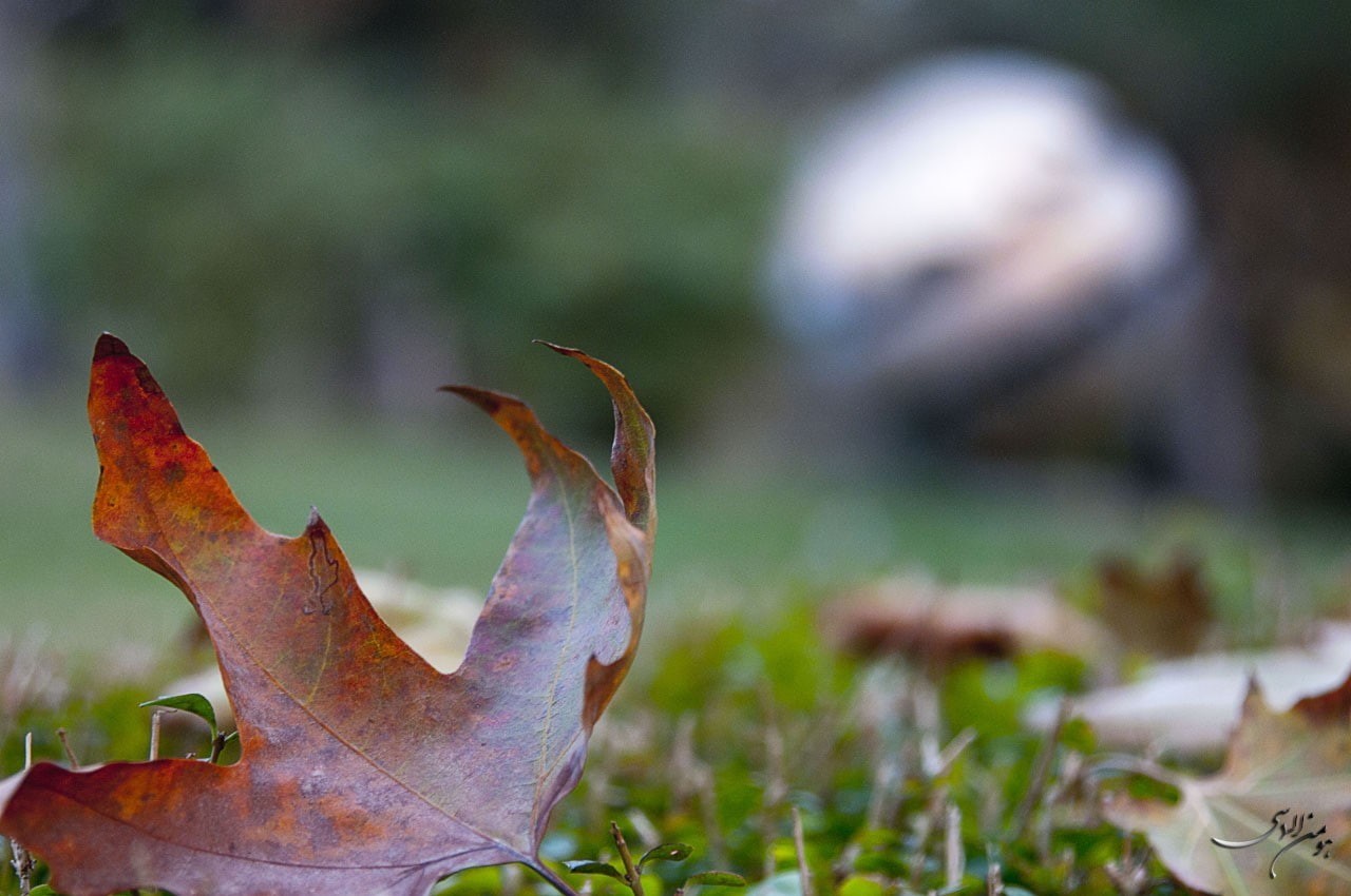 720P, grass, maple leaves, nature, fall, leaves, HD Wallpaper