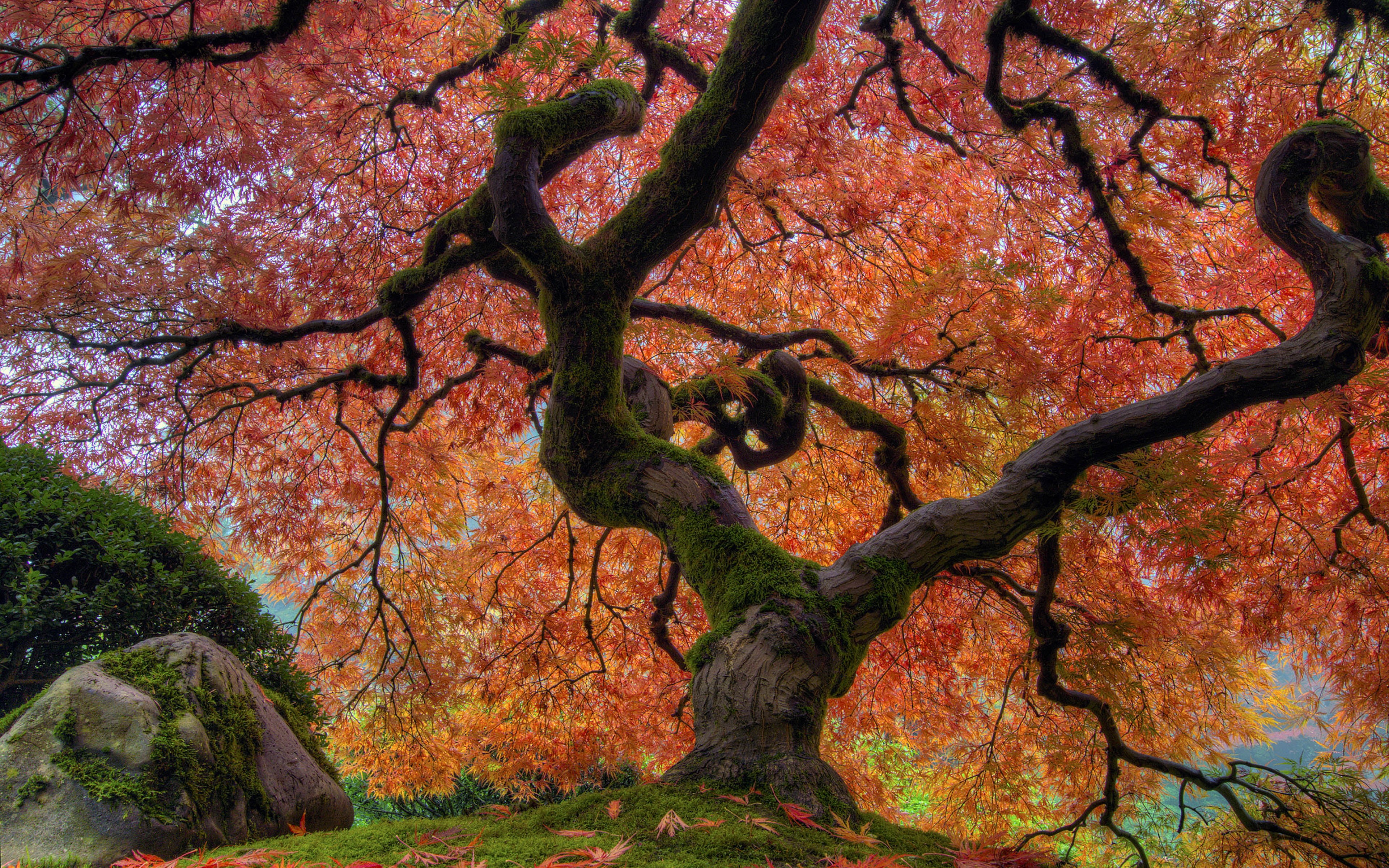 laptops, garden, 4K, outdoors, orange color, desktop, day, japanese, land, no people, growth, tree trunk, branch, natural condition, hd, mobile, change, HD Wallpaper