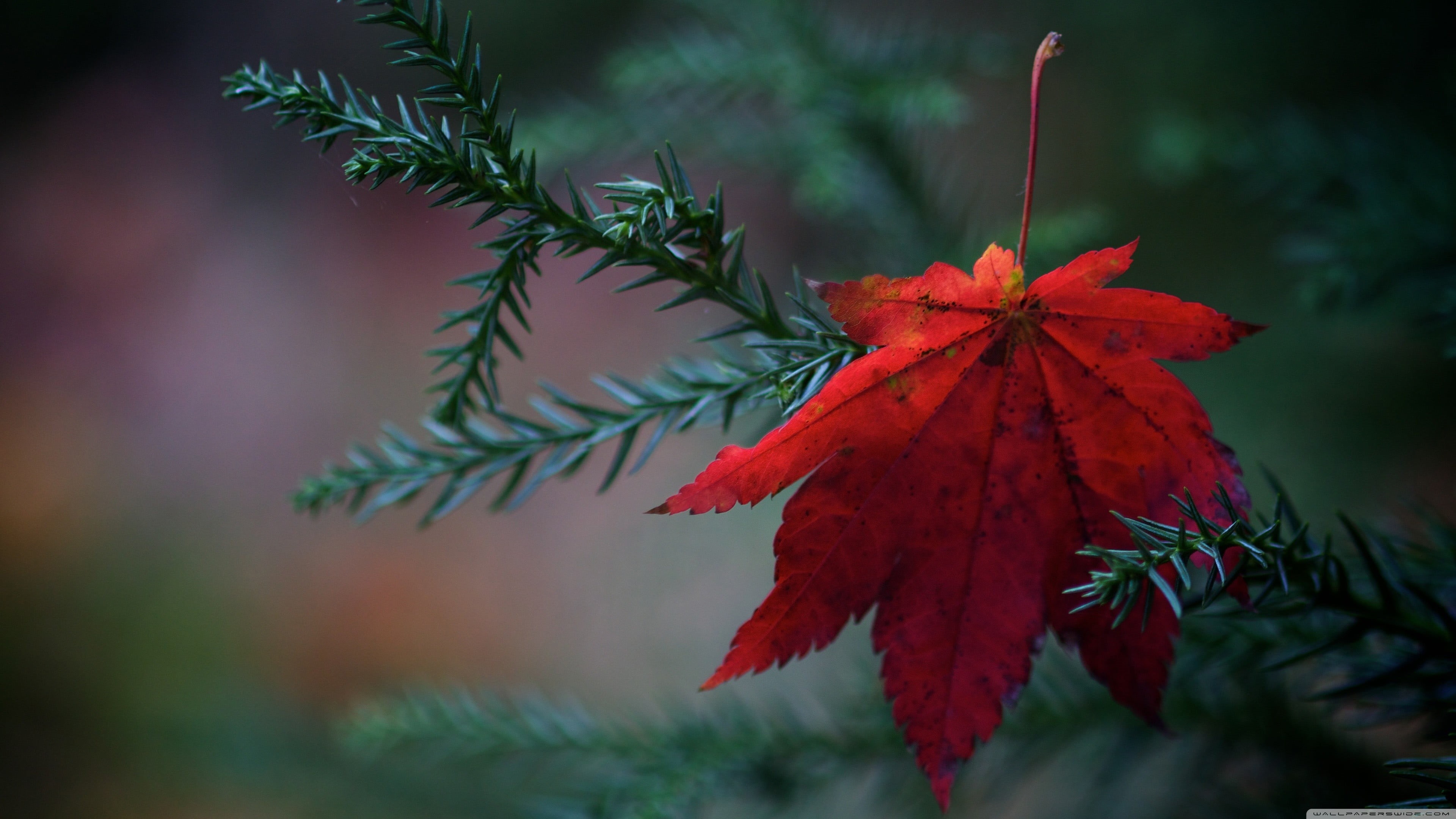 close-up, outdoors, branch, 4K, leaf, plants, selective focus, focus on foreground, beauty in nature, plant part, day, no people, autumn, tree, growth, HD Wallpaper
