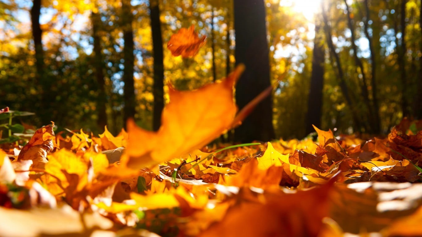 tranquility, maple tree, surface level, selective focus, leaf, orange color, land, forest, woodland, leaves, brown, trees, beauty in nature, natural condition, HD Wallpaper