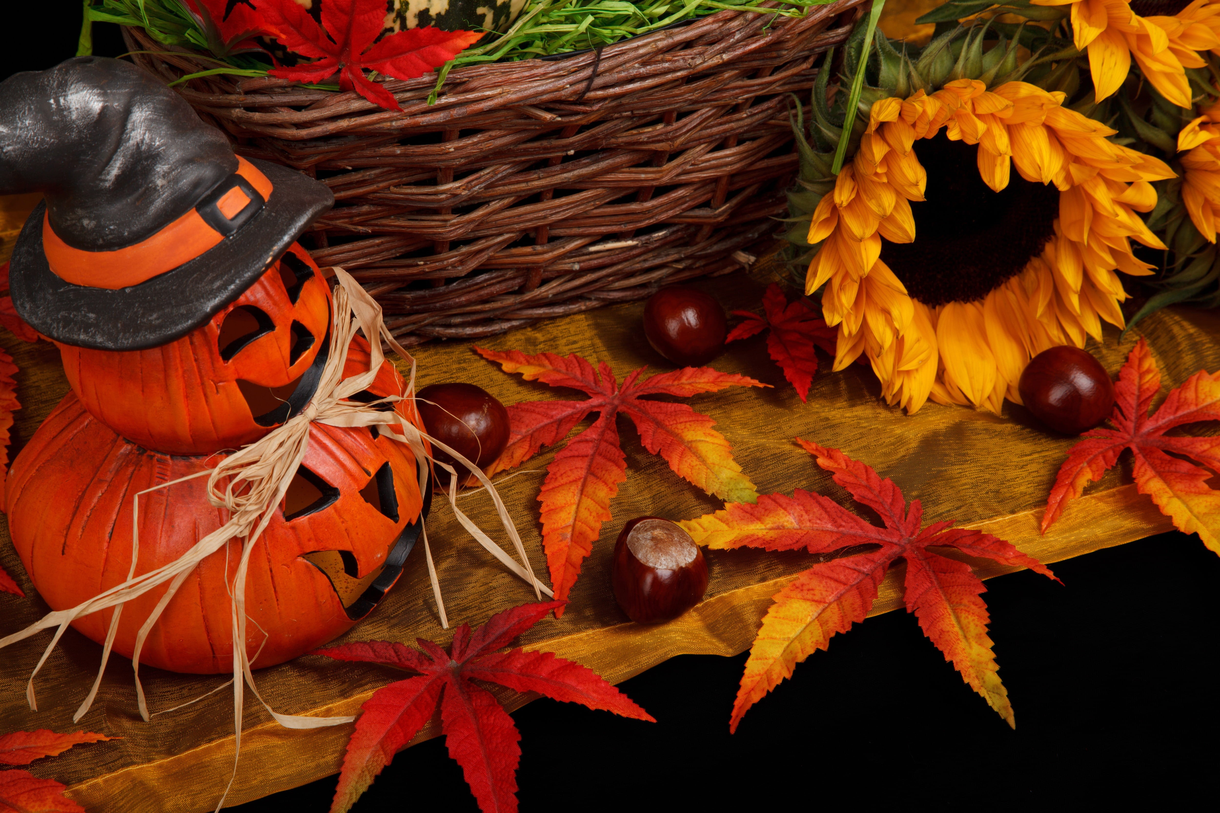 holiday, Pumpkin, conker, red, near, close-up, autumn, october, plant, harvest, black, treat, spooky, lantern, scary, dark, beauty in nature, sunflower, HD Wallpaper