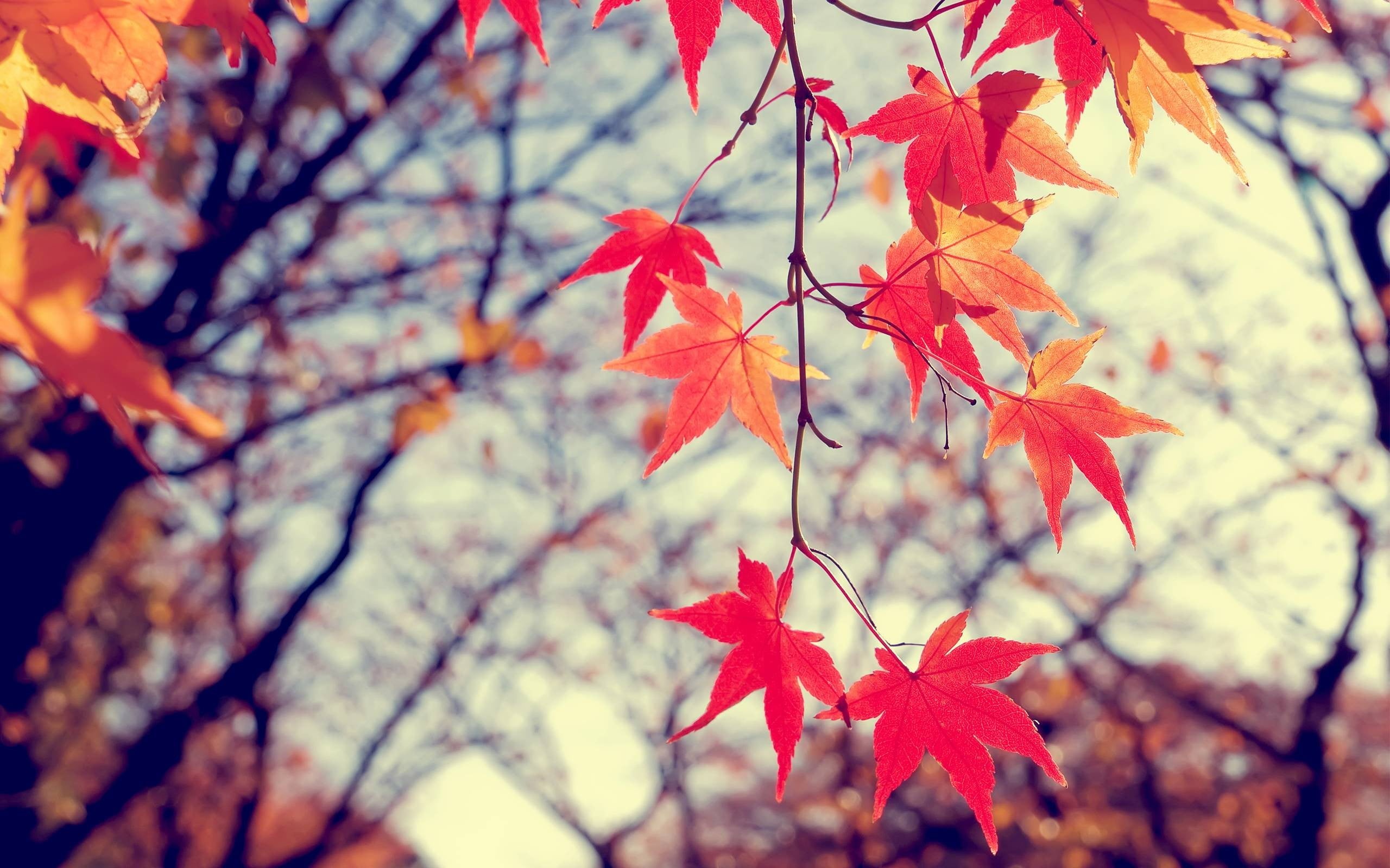 photography, maple Tree, beauty In Nature, falling, plant, outdoors, bright, focus, backgrounds, 2K, sunlight, close-up, Earth, gold Colored, day, september, HD Wallpaper
