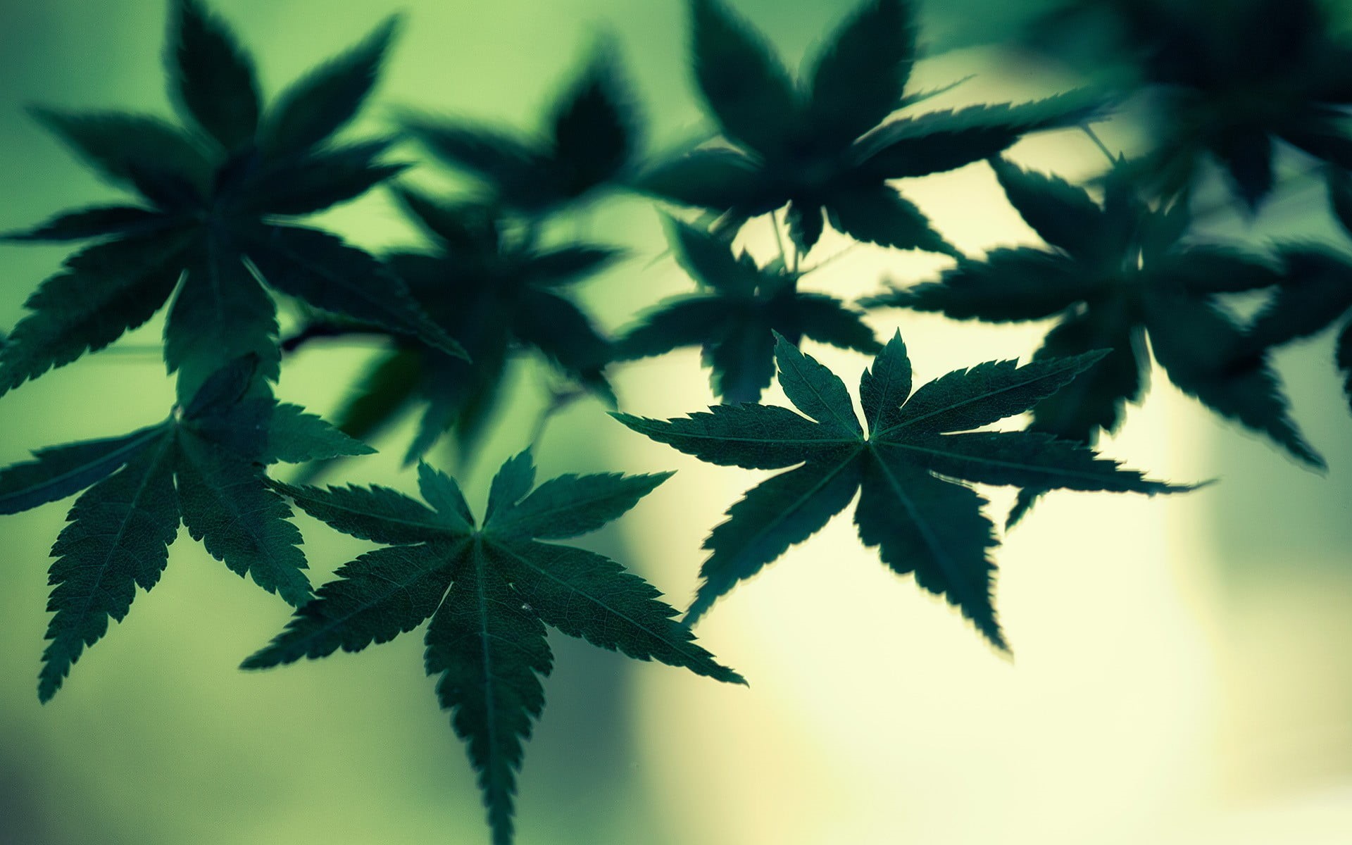 no people, healthcare and medicine, close-up, pot, leaf, leaves, backgrounds, 1080P, green color, day, herb, macro, growth, nature, closeup, outdoors, HD Wallpaper