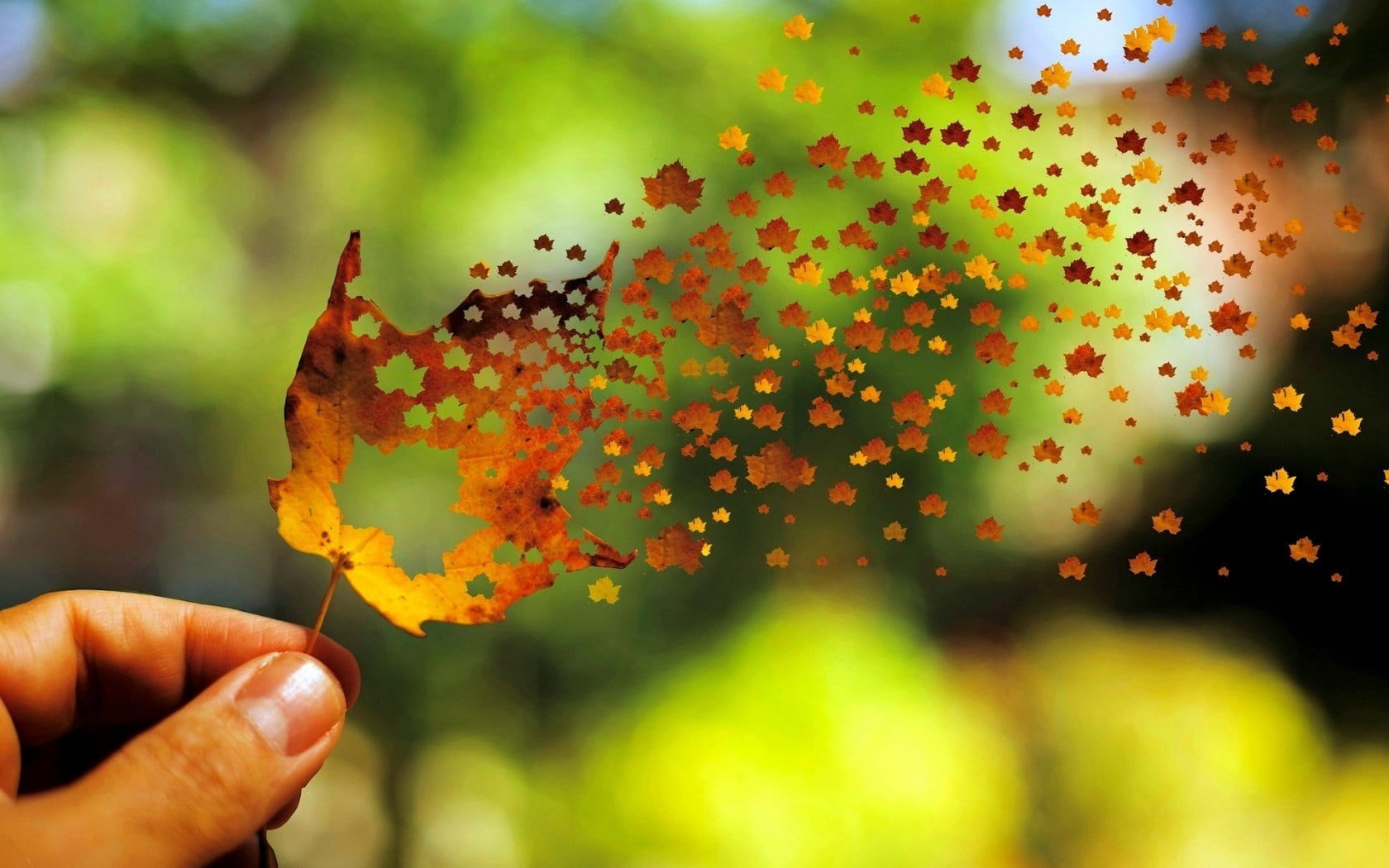 backgrounds, forest, finger, human finger, close-up, autumn, holding, human body part, bright, fall, maple, leaf, maple leaf, leaves, hand, food, defocused, HD Wallpaper