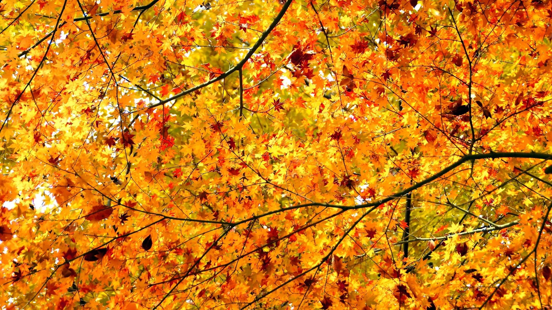 orange, growth, tranquility, autumn, bright, pattern, branch, season, color, trees, autumn collection, leaves, no people, november, outdoors, natural, design, HD Wallpaper