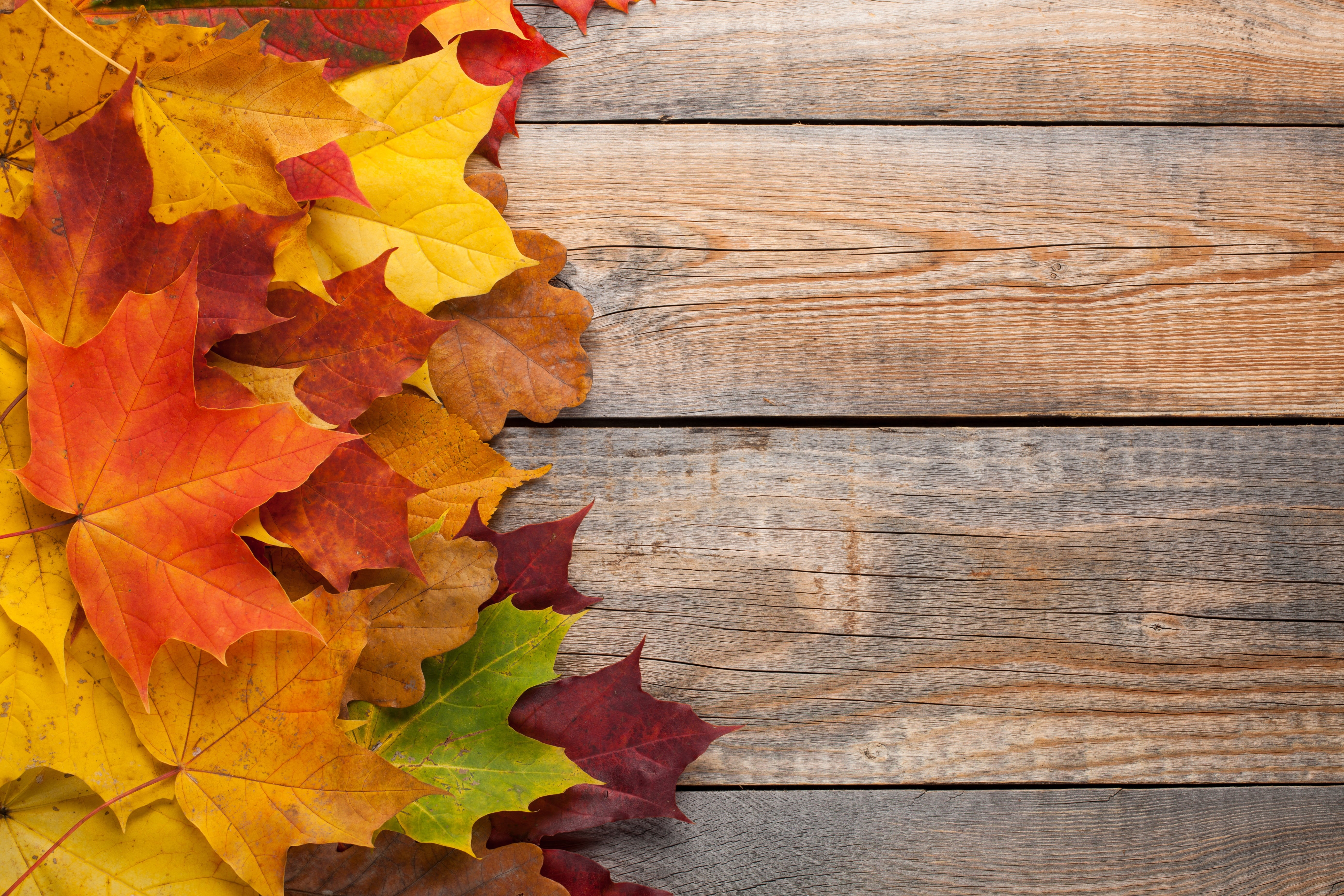 background, colorful, maple, rainbow, autumn, 5K, leaves, wood, HD Wallpaper