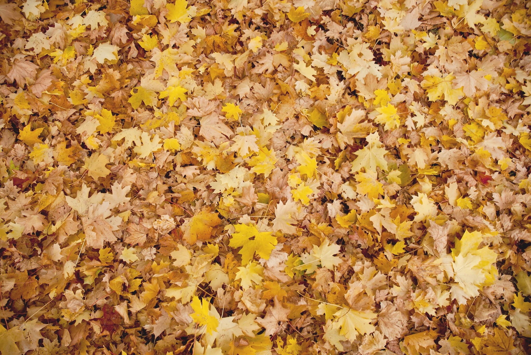 forest, november, nature, flower head, orange Color, orange, texture, no people, outdoors, background, abstract, close-up, flat lay, autumn, large group of objects, HD Wallpaper