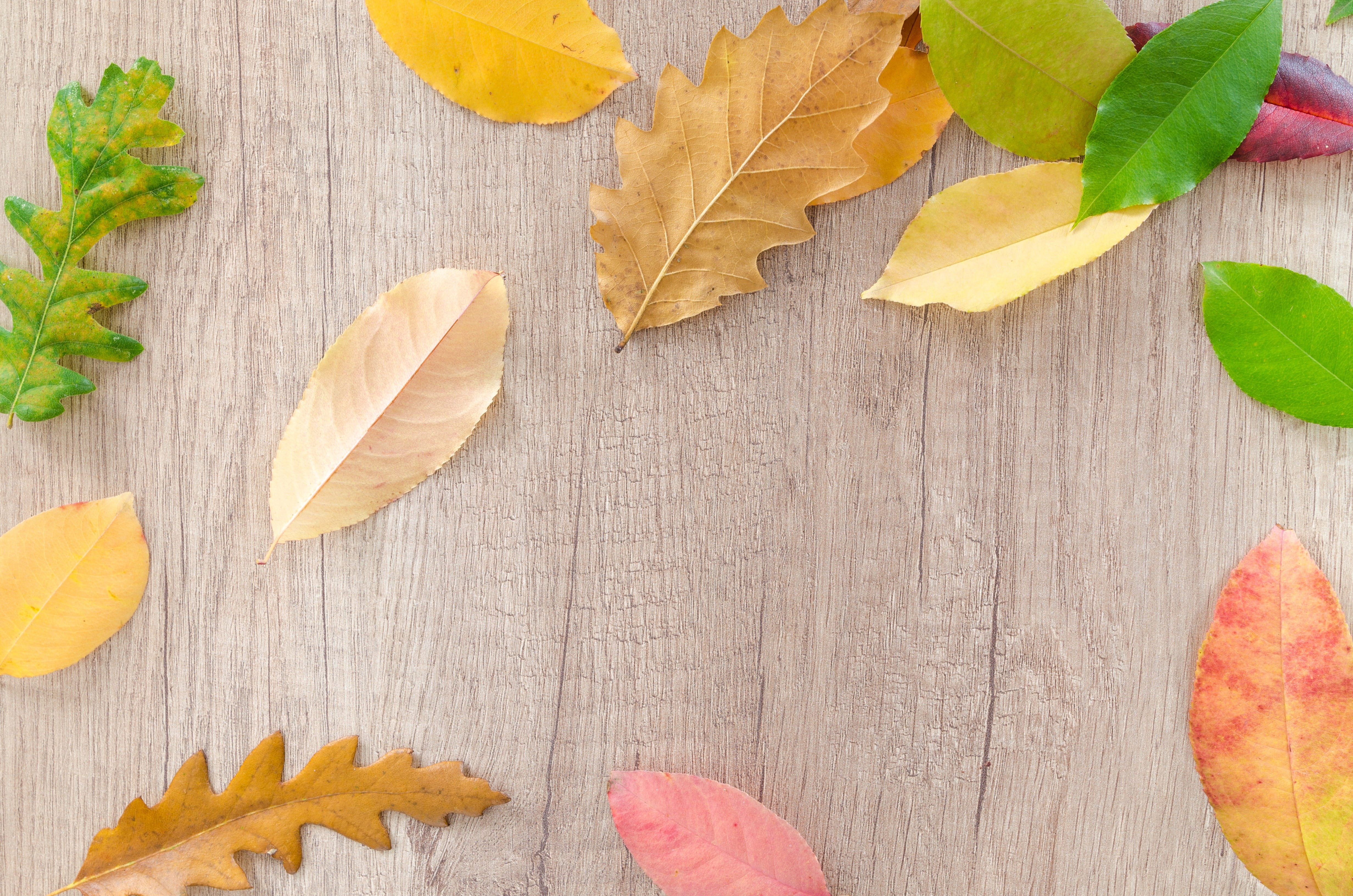 orange, environment, pattern, indoors, detail, texture, beautiful, abstract, bright, green, change, flora, maple, variation, foliage, golden, maple leaf, HD Wallpaper