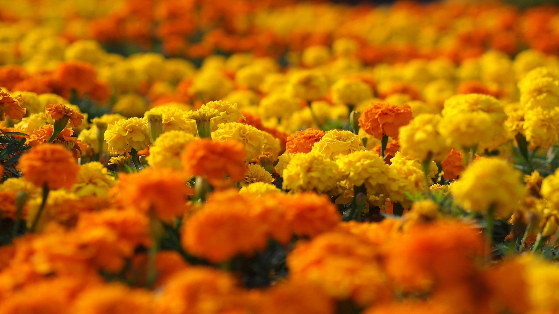 design, pattern, park, foliage, flora, gold, orange, branch, leaves, yellow, decoration, fall, marigold, season, close-up, day, flowerbed, landscape, flowers, HD Wallpaper