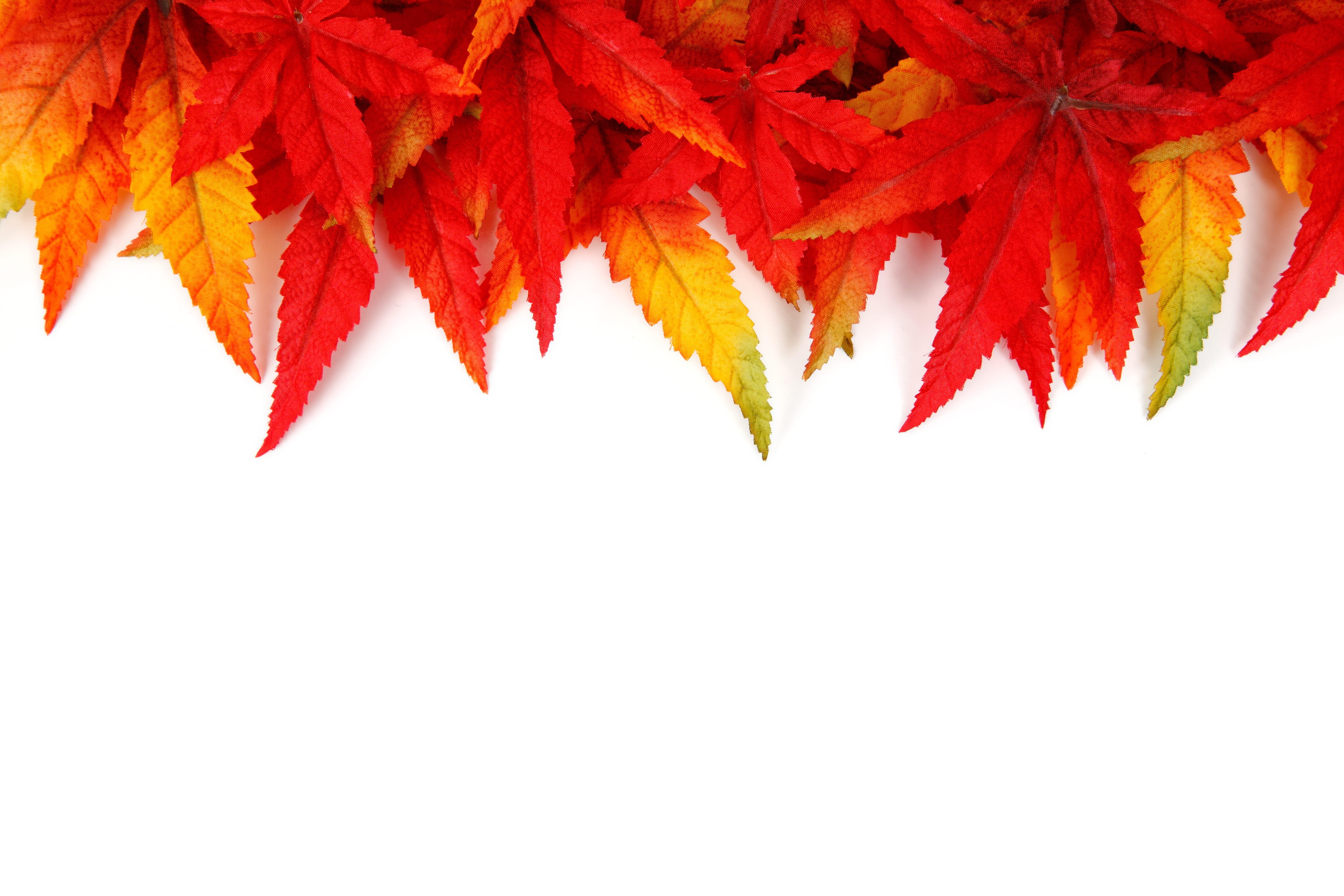 bright, color, 5K, backgrounds, red leaves, plant, green, pattern, photo, copy Space, dry, multi Colored, red, maple Leaf, october, season, fall, leaf, HD Wallpaper
