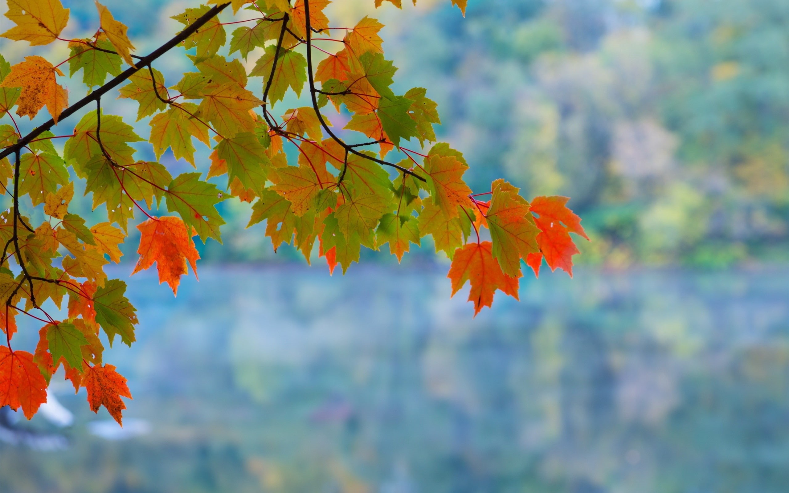Leaves, Bokeh, Green, Maple, Autumn, Branch, 2K, Red, HD Wallpaper
