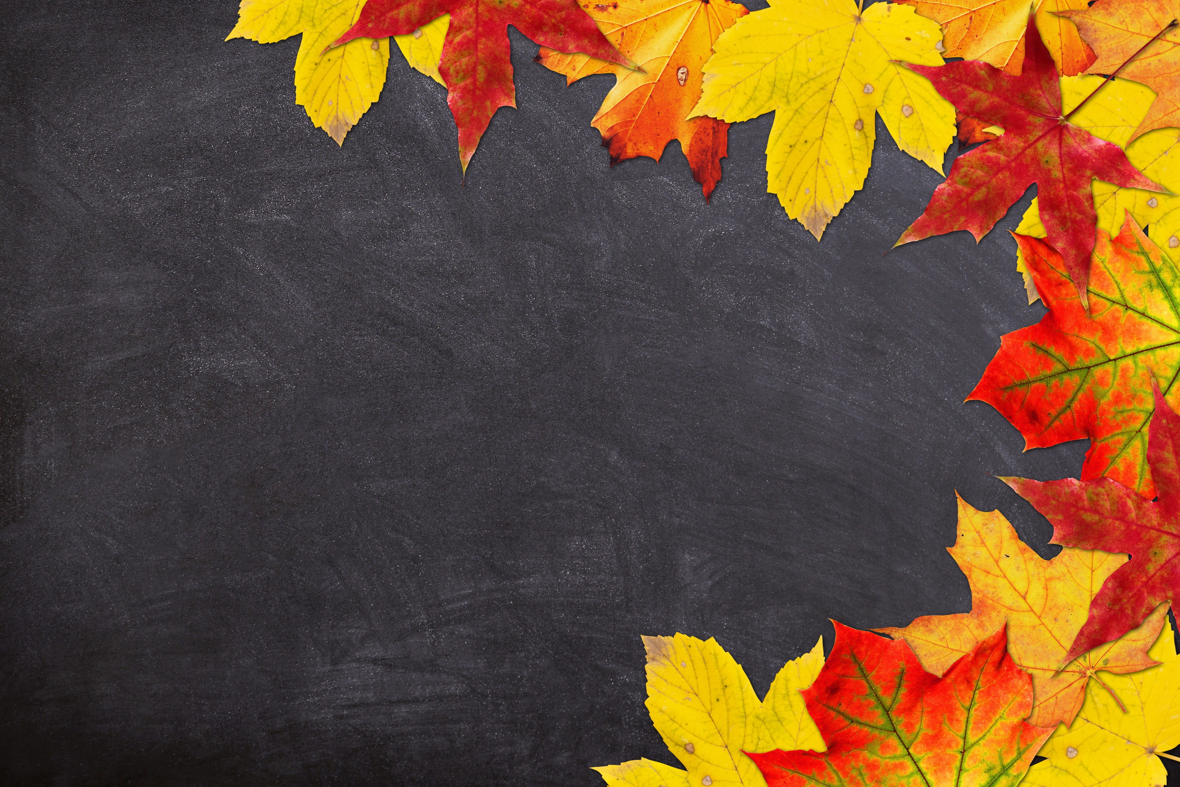 blackboard, textured effect, school, multi colored, orange, plant part, maple leaf, backgrounds, autumn, black, leaf, autumn collection, background, close-up, HD Wallpaper