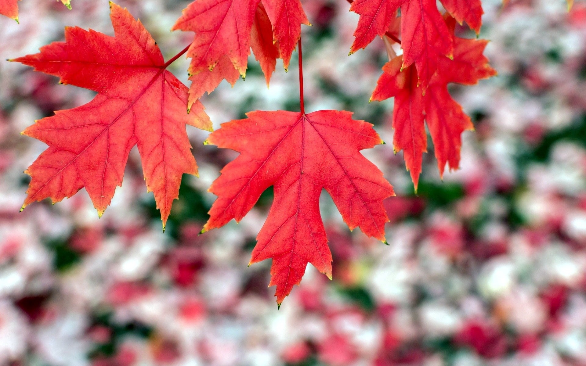 Bokeh, Red, Autumn, Maple, Leaves, 1080P, HD Wallpaper