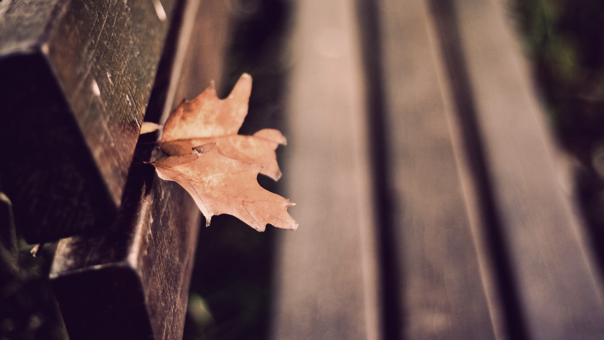 color Image, season, red, brown, 1080P, pattern, multi Colored, day, sunlight, focus, fall, depth of field, wood - Material, dry, abstract, no People, HD Wallpaper