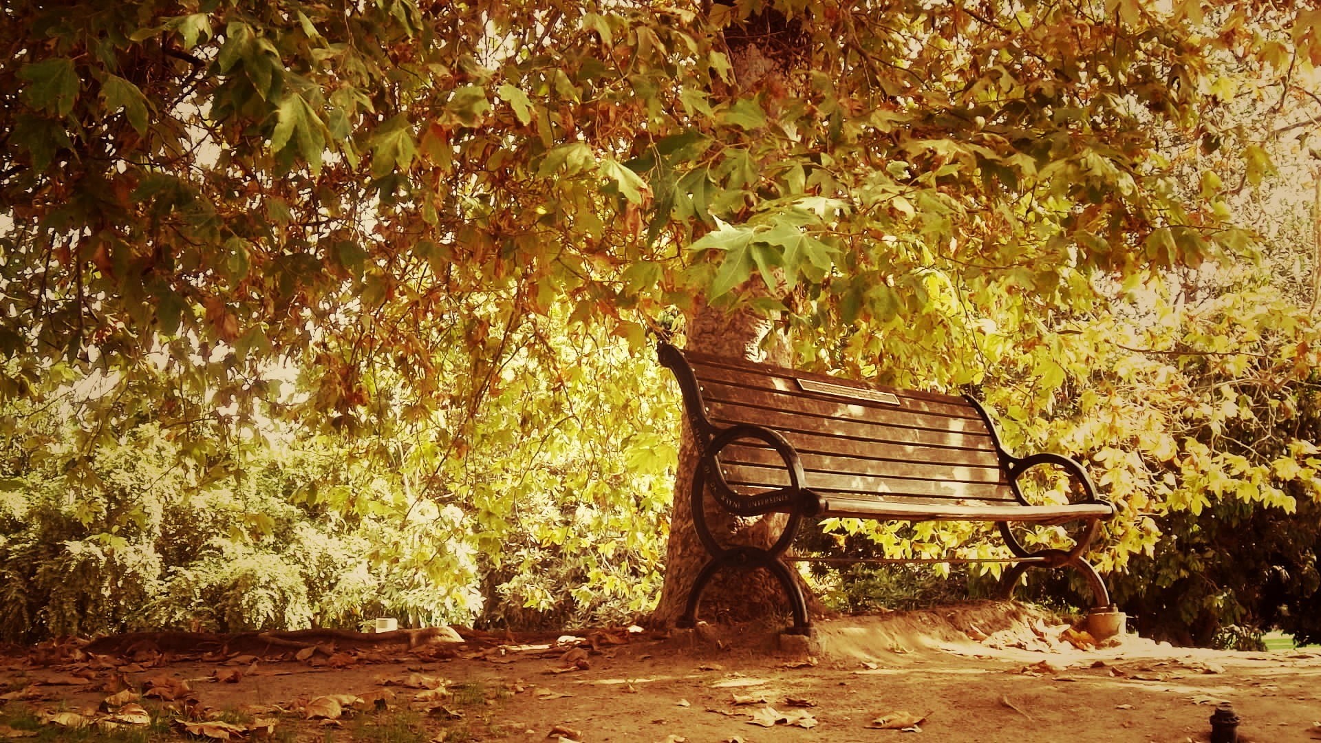 forest, summer, scenics, wood - Material, photo, landscape, plant part, autumn, leaves, near, beauty In Nature, absence, brown, no People, footpath, 1080P, HD Wallpaper