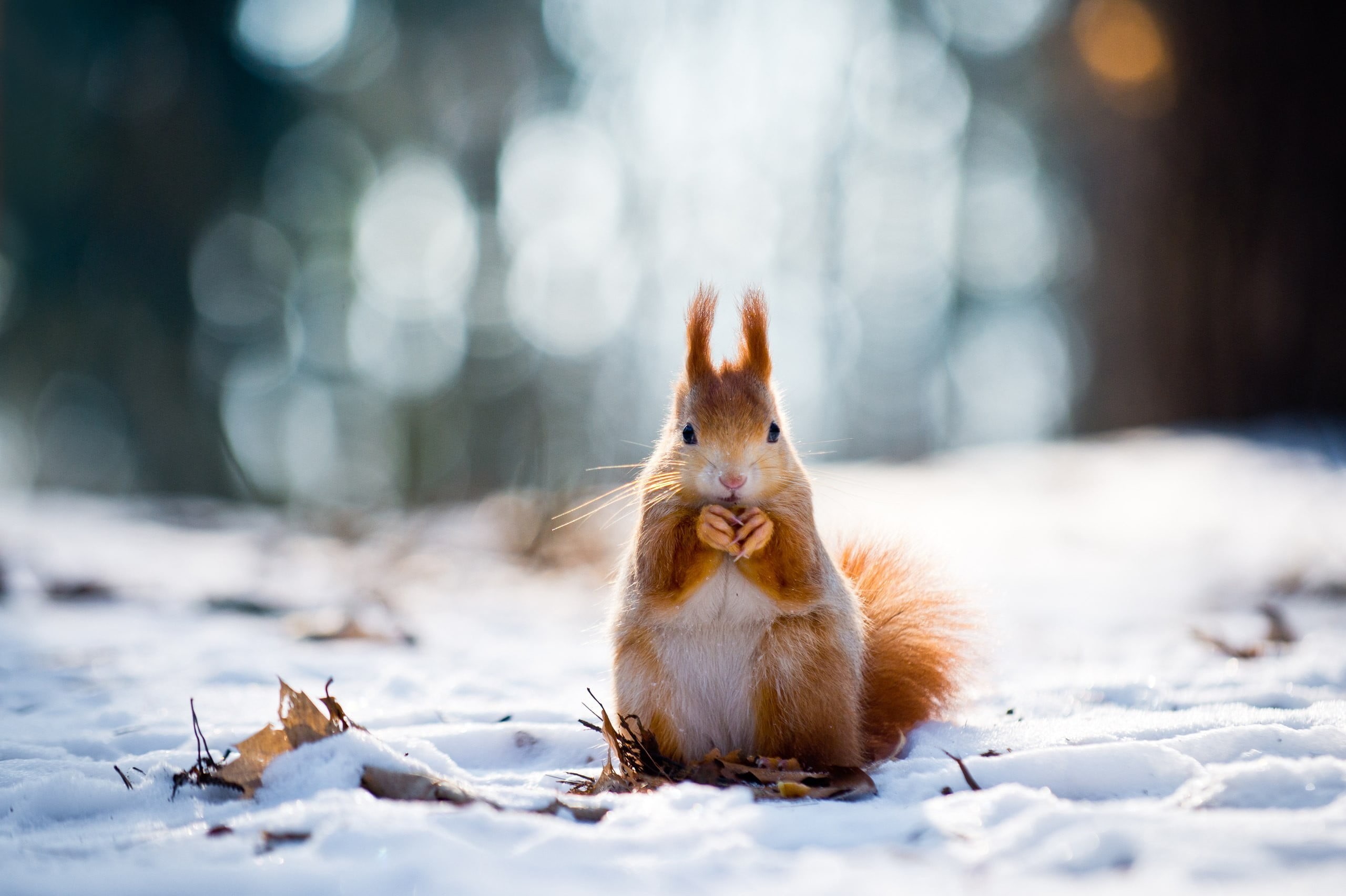 2K, no people, one Animal, land, leaves, bokeh, mammal, cute, forest, fluffy, rodent, nature, winter, focus on foreground, fur, animal themes, small, animal, HD Wallpaper