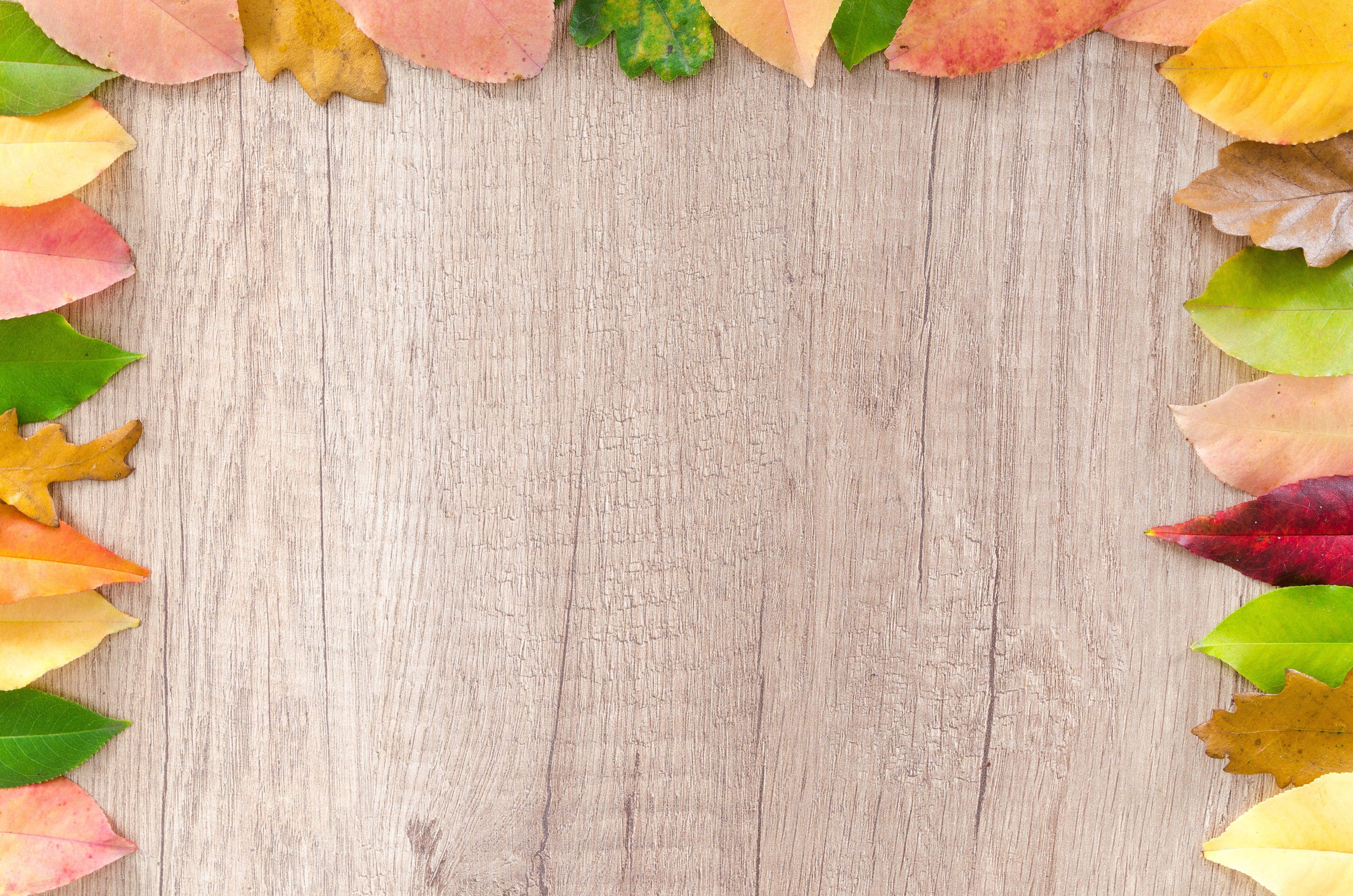 closeup, design, october, copy space, food, abstract, september, oak, red, flora, detail, texture, nature, close-up, wood, frame, food and drink, 4K, vibrant, HD Wallpaper