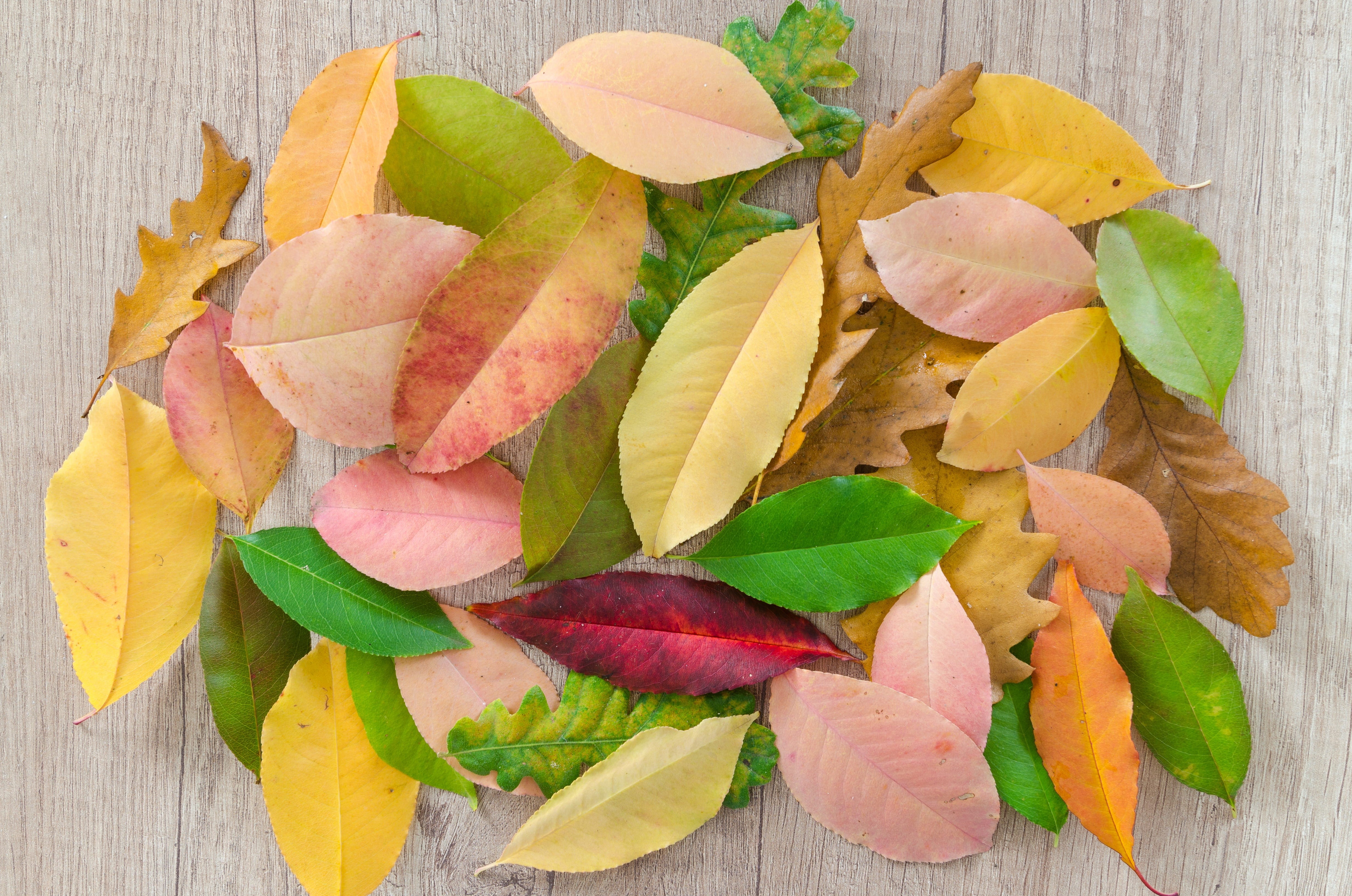 isolated, bright, foliage, environment, color, orange, table, golden, high angle view, decoration, detail, fall, september, directly above, pattern, close-up, HD Wallpaper