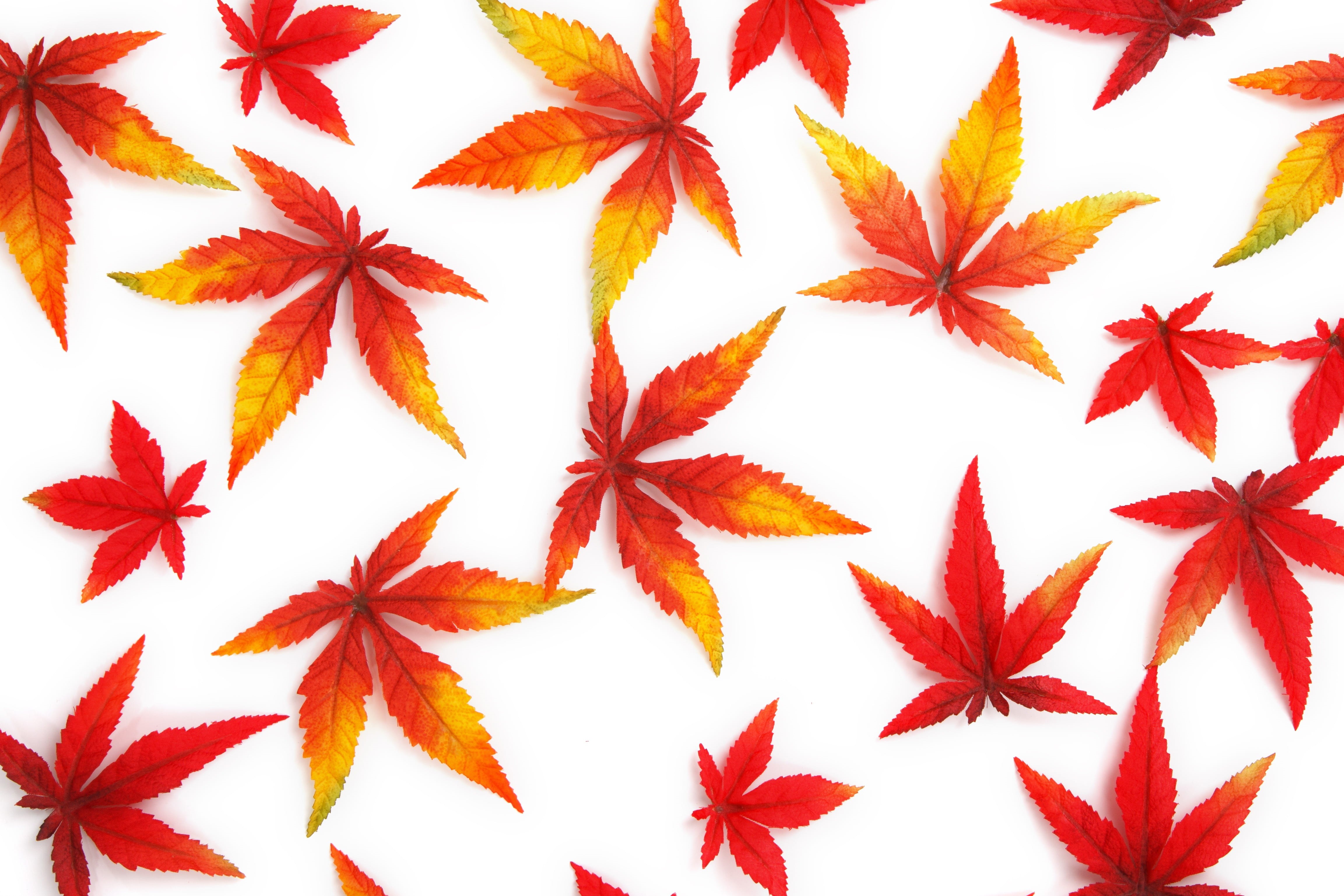 citrus fruit, autumn, backgrounds, nature, leaves, textured, abstract, food, Kush, 4K, red, background, orange, food and drink, texture, green, full frame, HD Wallpaper