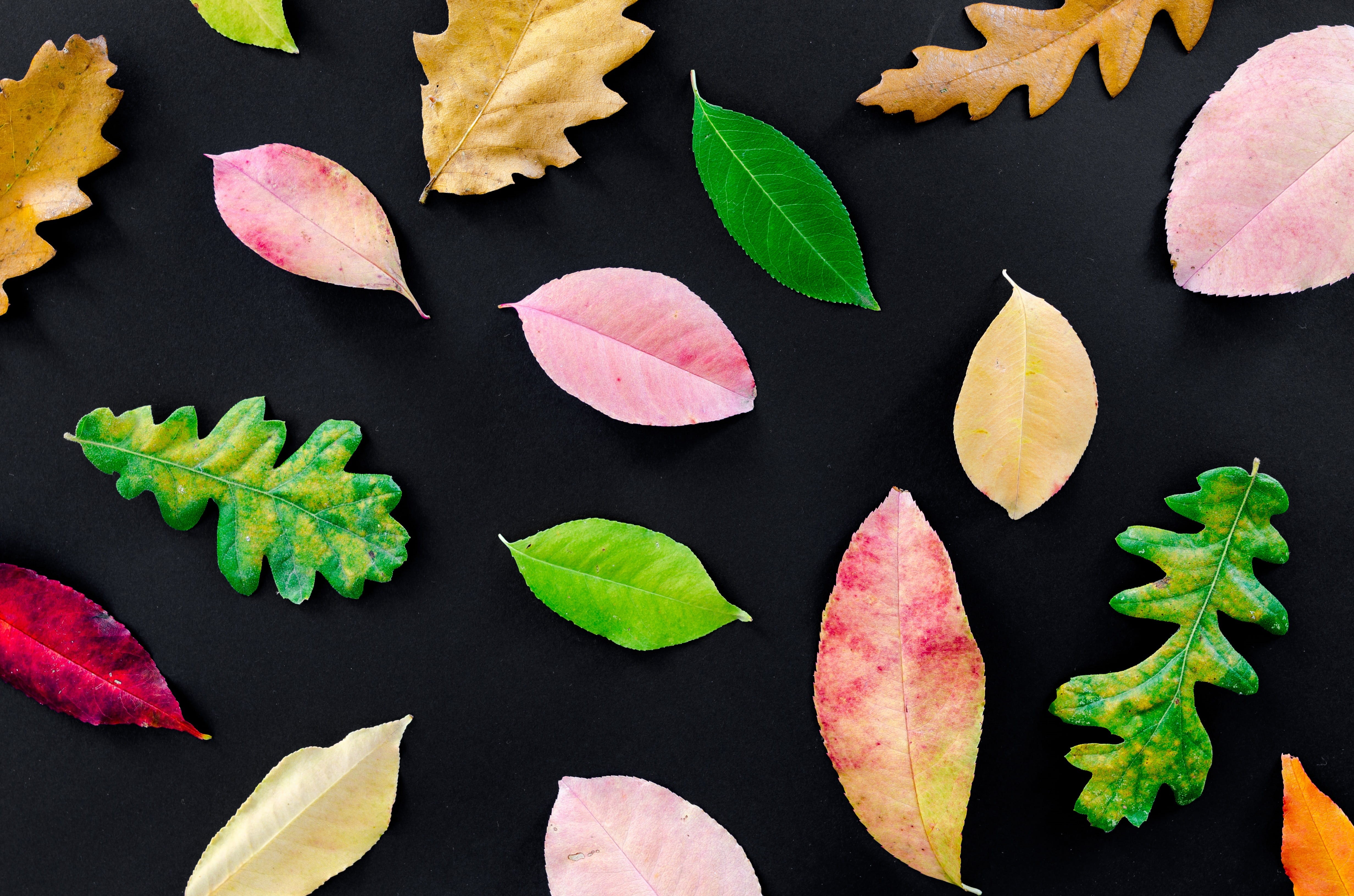 texture, tree, october, beautiful, herb, multi colored, change, golden, dry, no people, beauty in nature, organic, november, choice, closeup, red, yellow, HD Wallpaper