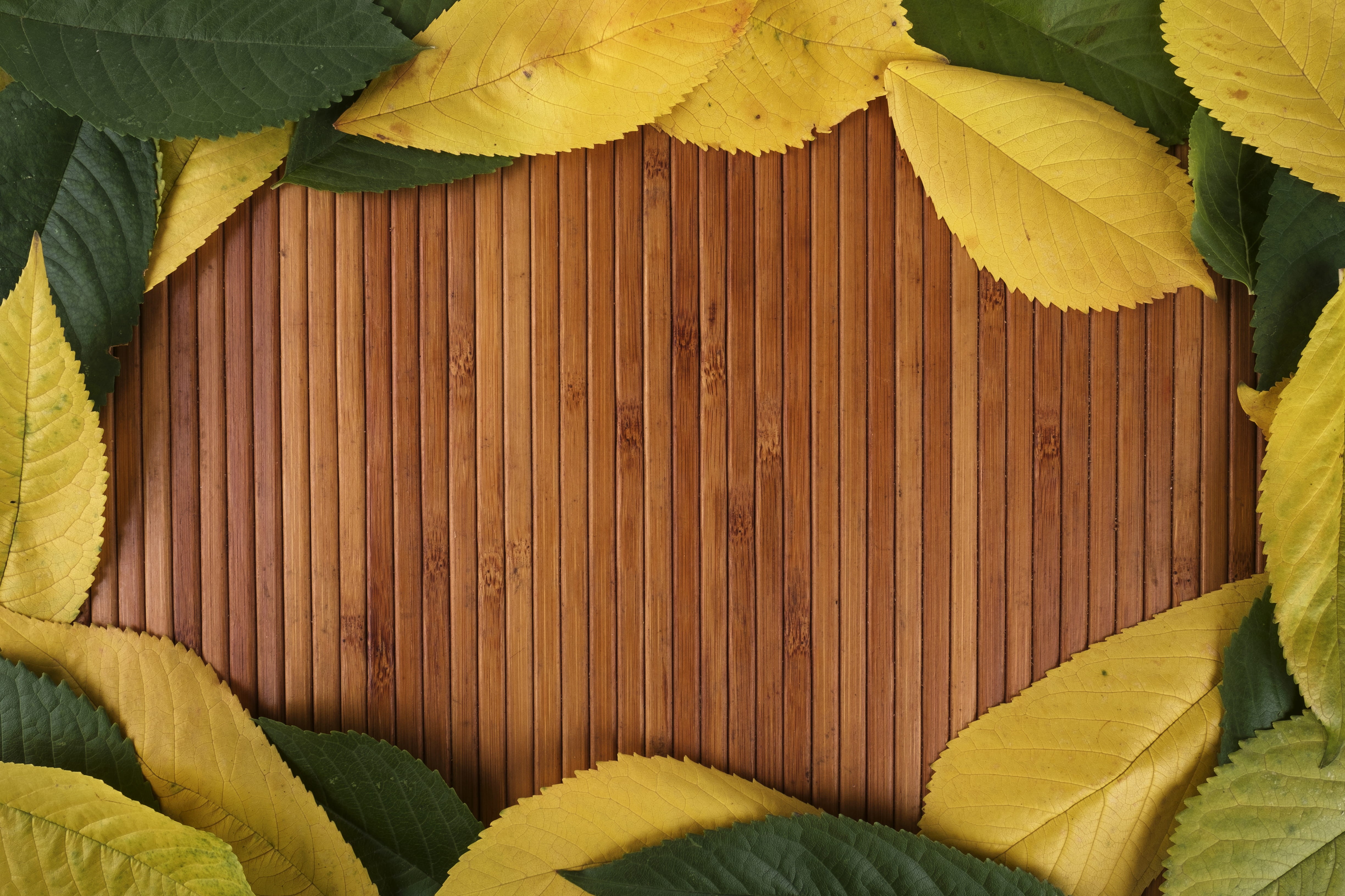 texture, day, fall, border, yellow, plant part, close-up, floral, frame, 4K, full frame, foliage, wood - material, plant, leaves, october, architecture, HD Wallpaper