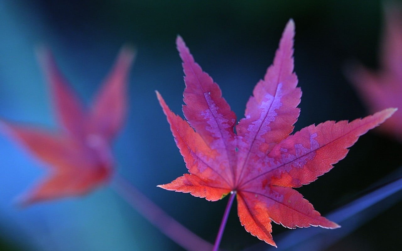 change, season, autumn, maple, decoration, beauty In Nature, outdoors, growth, purple, backgrounds, selective focus, no People, tree, multi Colored, plant part, HD Wallpaper