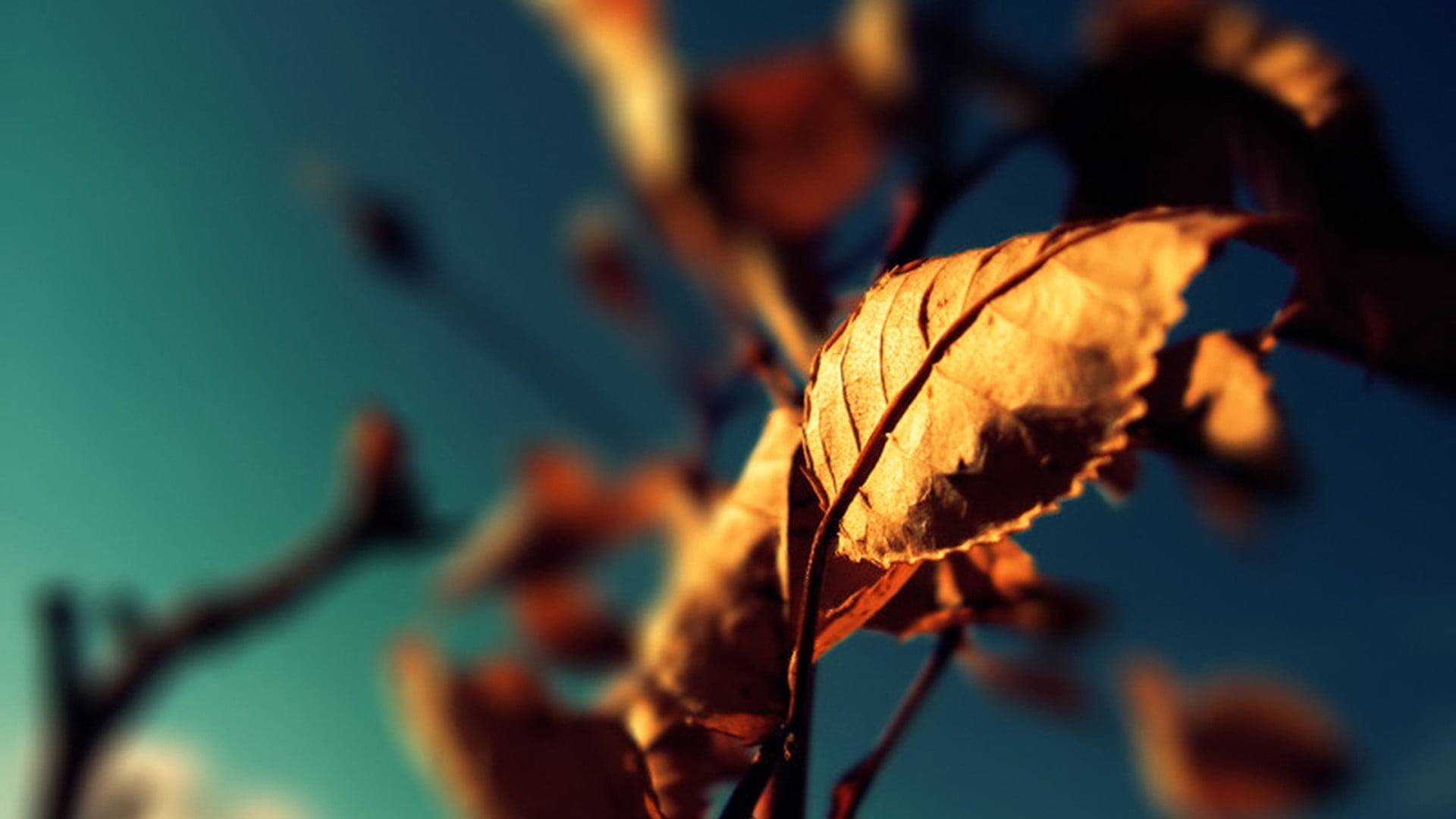 1080P, autumn, plant, photo, red, fragility, springtime, colors, plants, bright, plant part, focus, change, vulnerability, color Image, sunlight, blue, HD Wallpaper