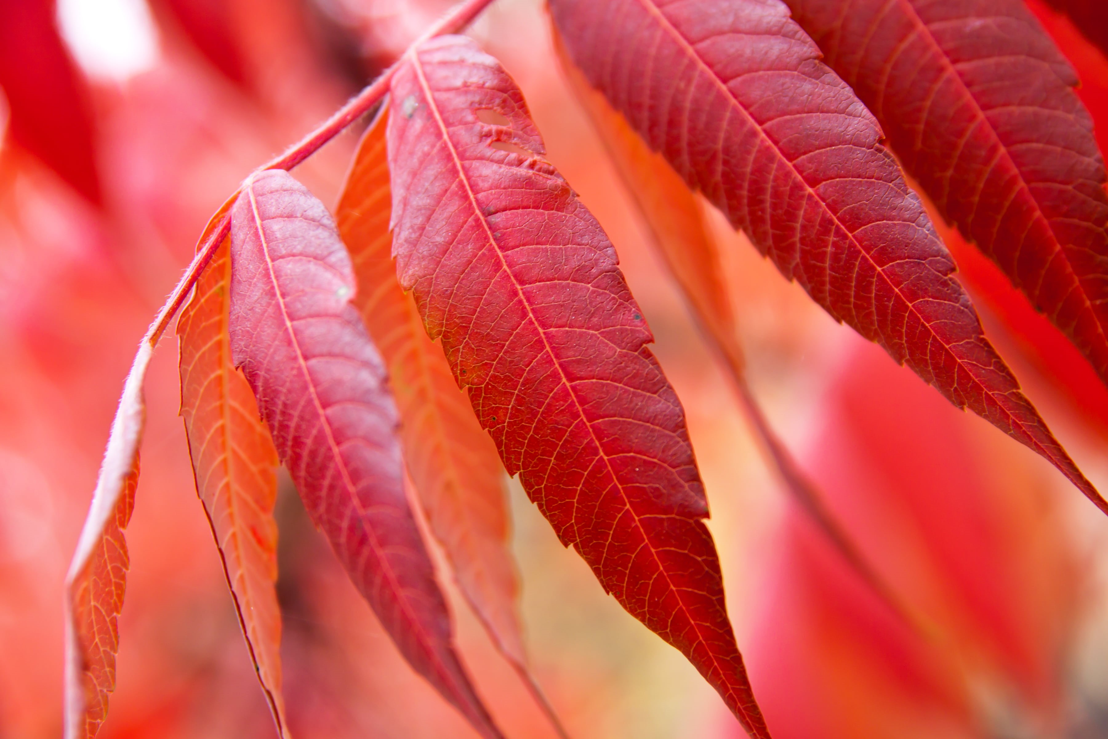 plant, backgrounds, Autumn, forest, outdoor, branch, bright, close-up, fall  color, focus, background, nature, season, maple, shallow, 2K, tree  leaf, HD Wallpaper