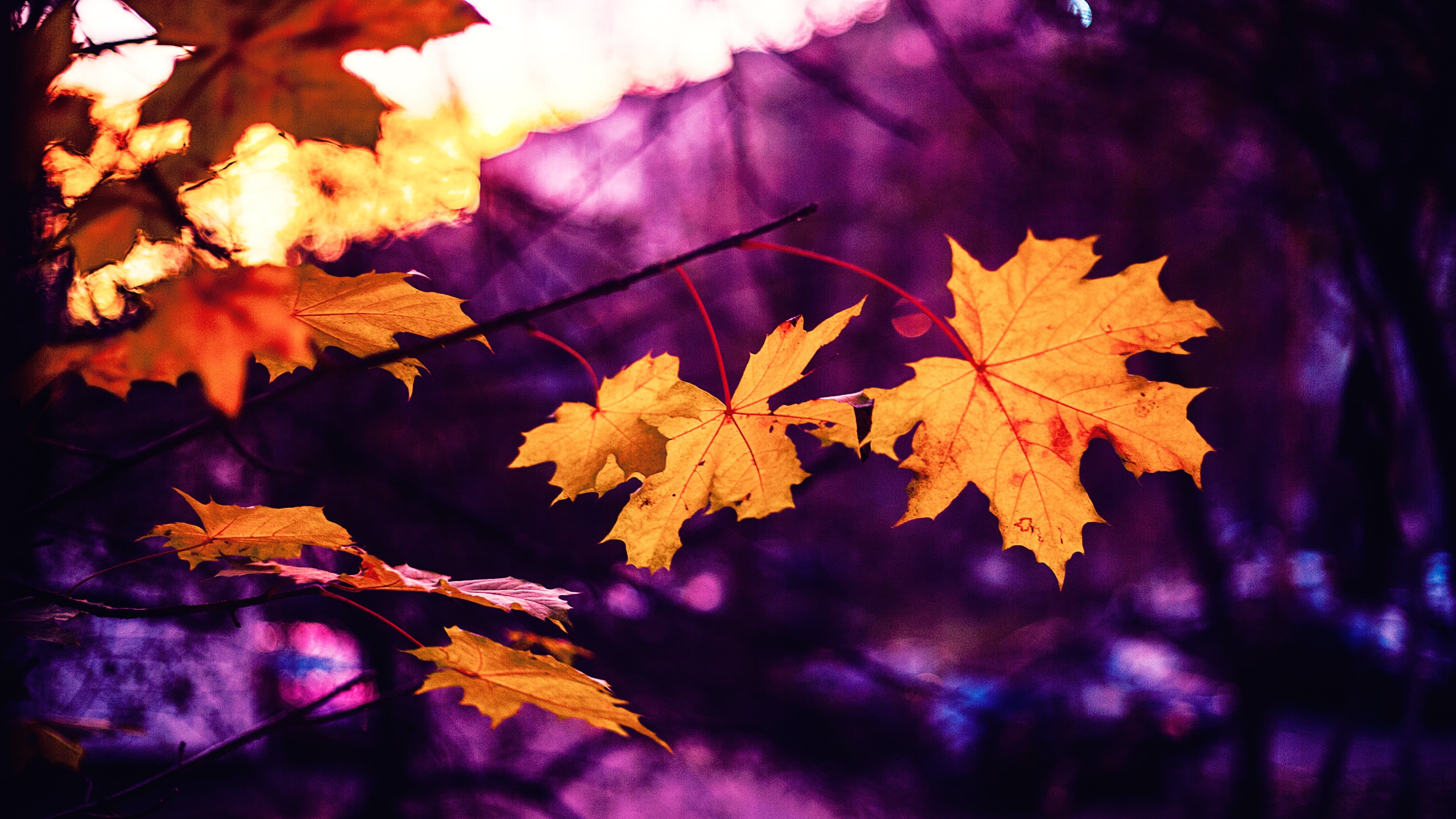 red leaf, leaves, change, maple, yellow leaves, autumn leaf, sheets, pink, maple tree, beauty in nature, focus on foreground, 4K, growth, branch, tranquility, HD Wallpaper
