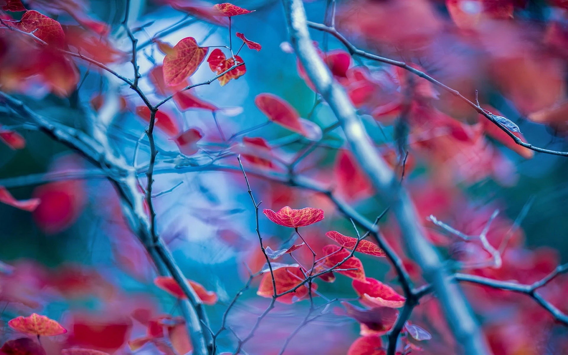 Red, Twigs, Leaves, Background, 1080P, Blur, Autumn, HD Wallpaper