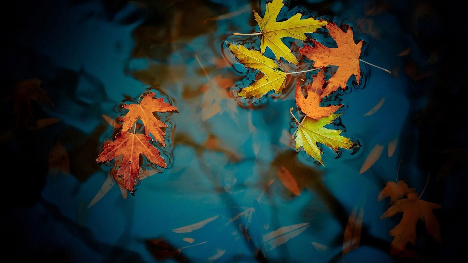 water, leaf, nature, 1080P, leaves, autumn, HD Wallpaper