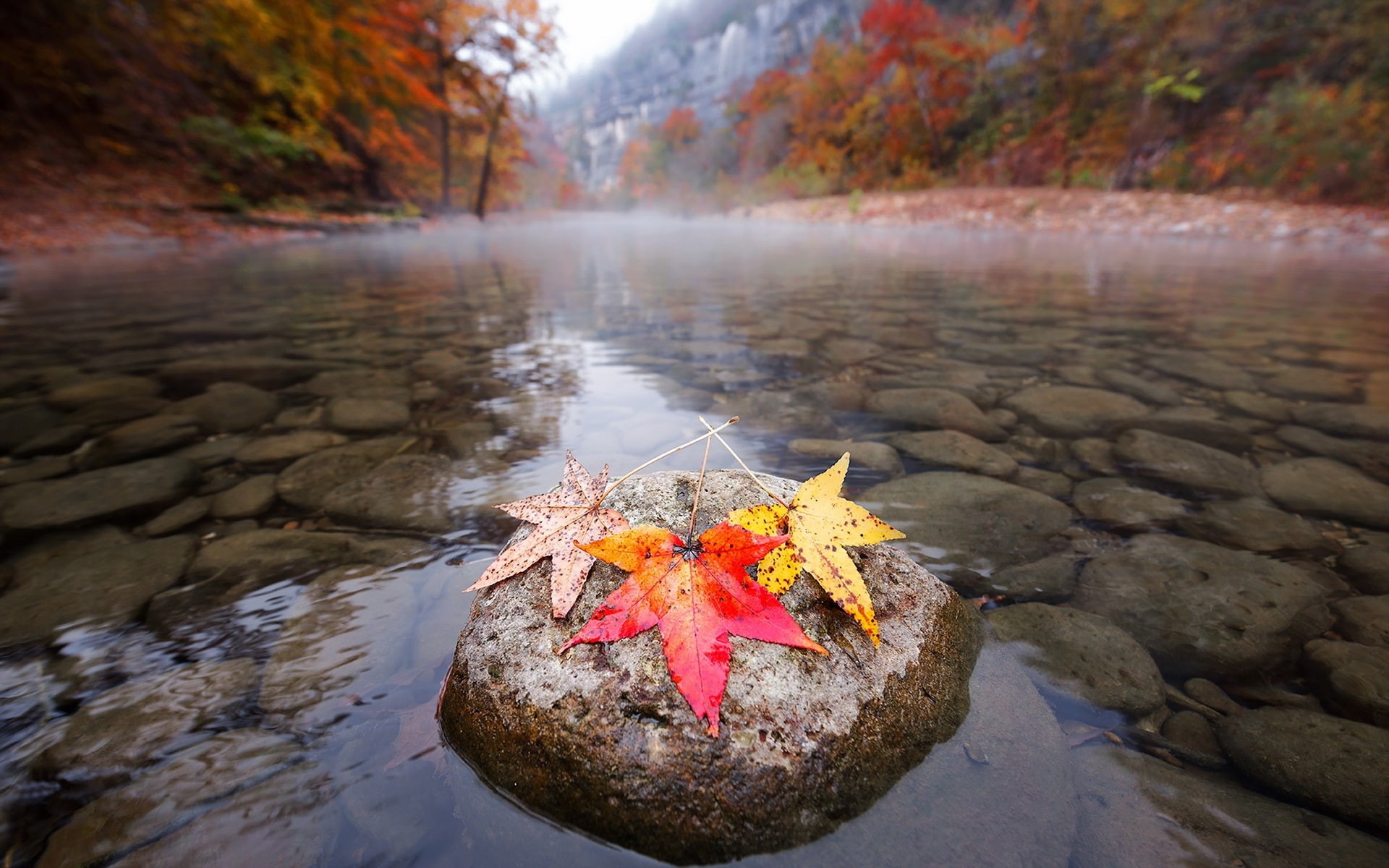 1080P, Morning, Maple, River, Leaves, Autumn, Stones, HD Wallpaper