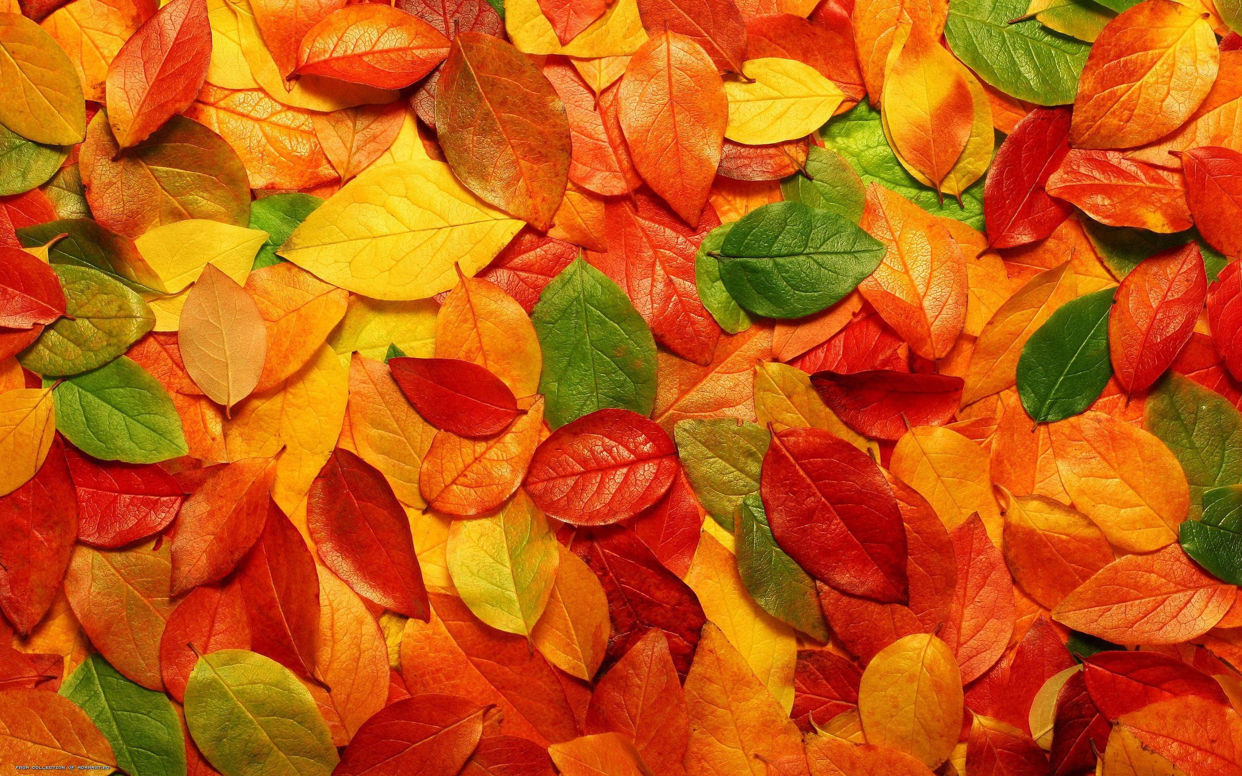 autumn, nature, background, yellow, green, 2K, leaves, red, orange, HD Wallpaper