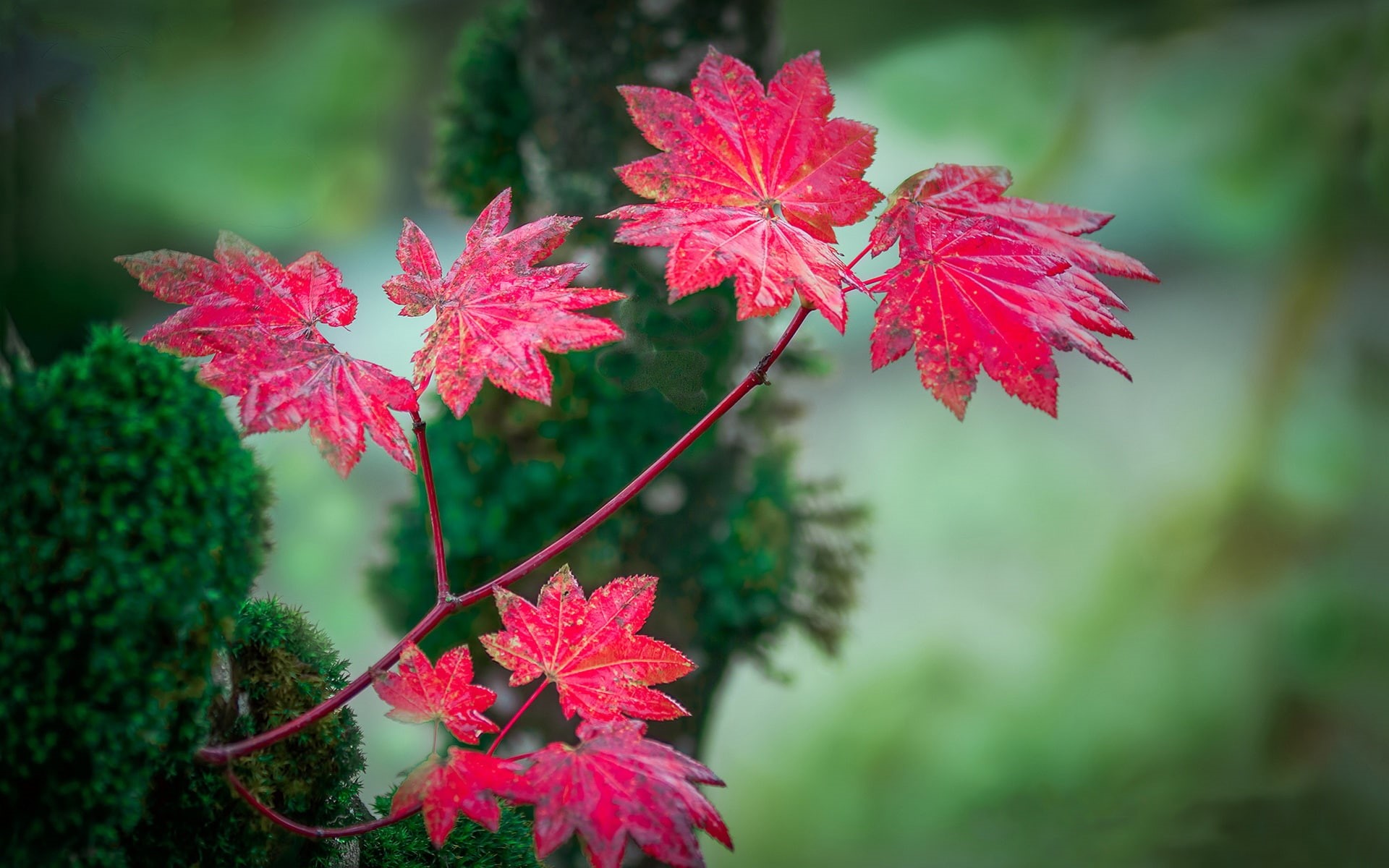 Blur, Background, Red, Autumn, 1080P, Leaves, HD Wallpaper