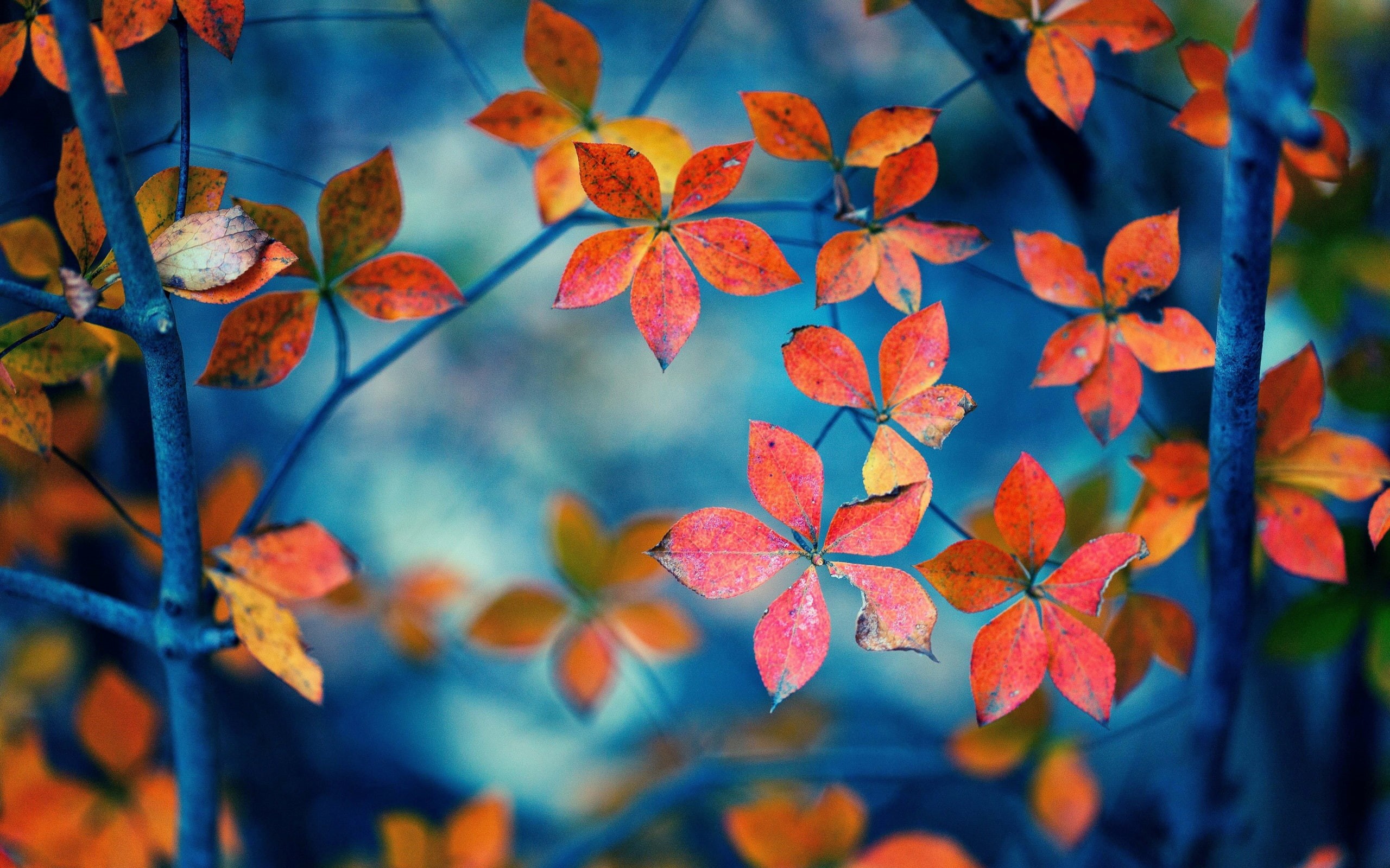 Red, Autumn, Branches, 2K, Leaves, HD Wallpaper