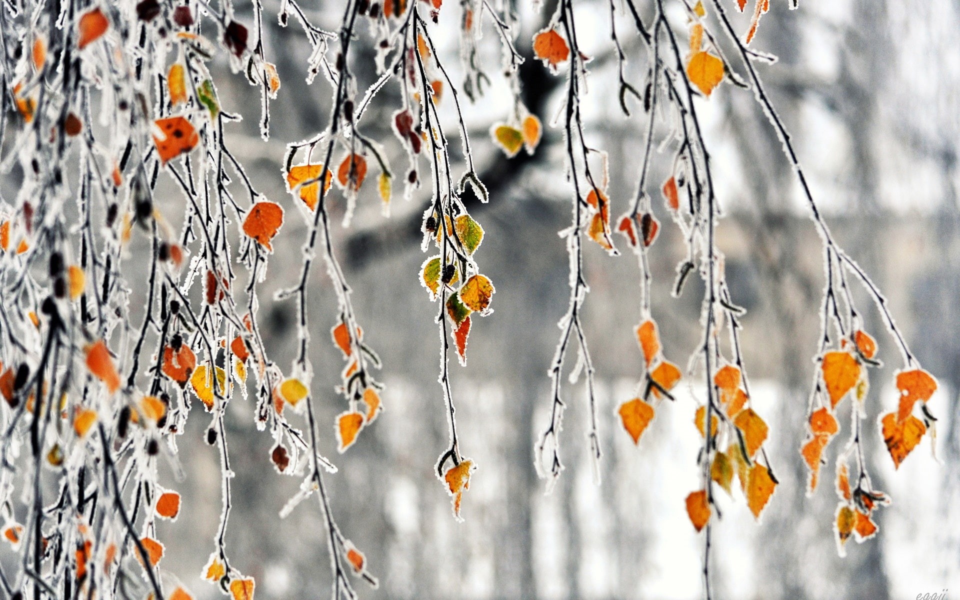 Branches, 1080P, Yellow, Frost, Leaves, Autumn, HD Wallpaper