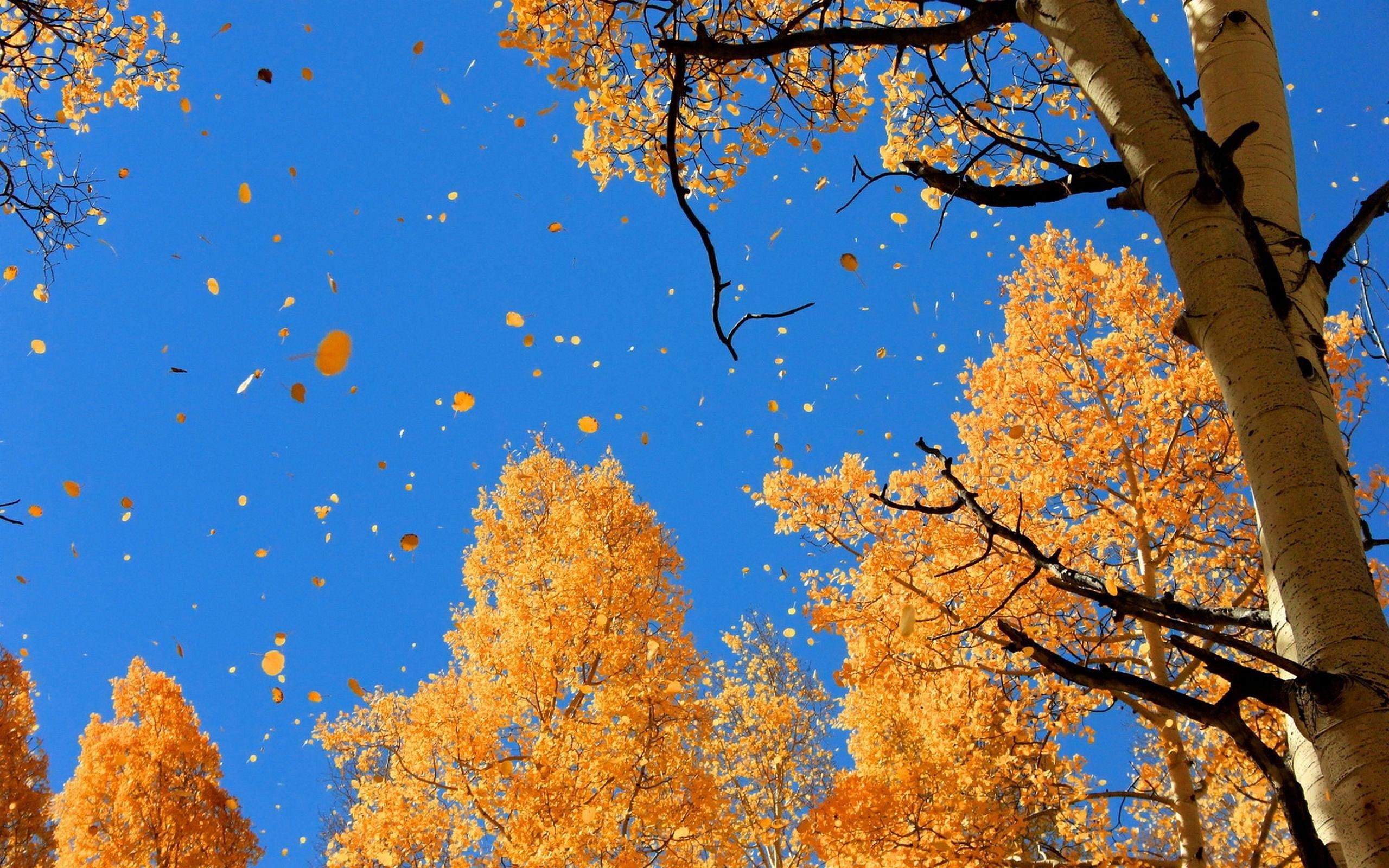 2K, falling, leaves, autumn, nature, HD Wallpaper
