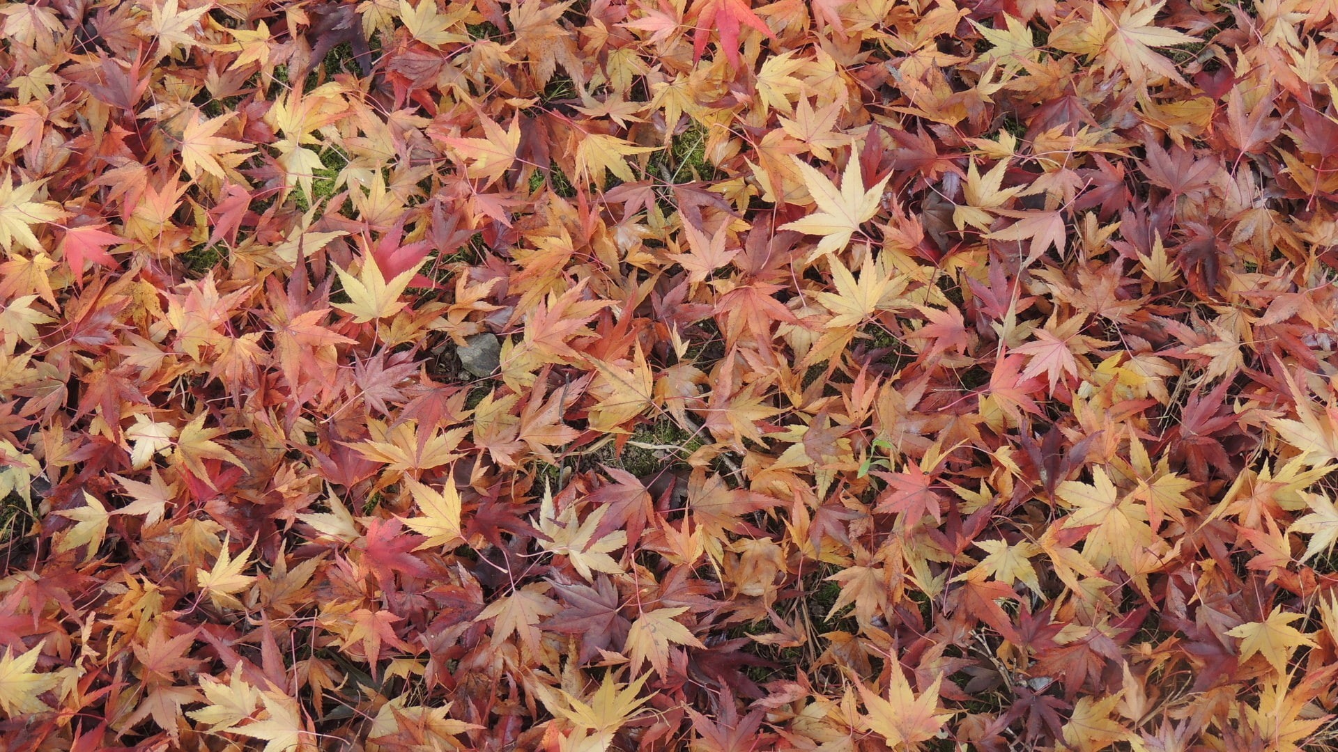 maple, leaves, ground, maple leaves, nature, 1080P, 1920x1080, fall, HD Wallpaper