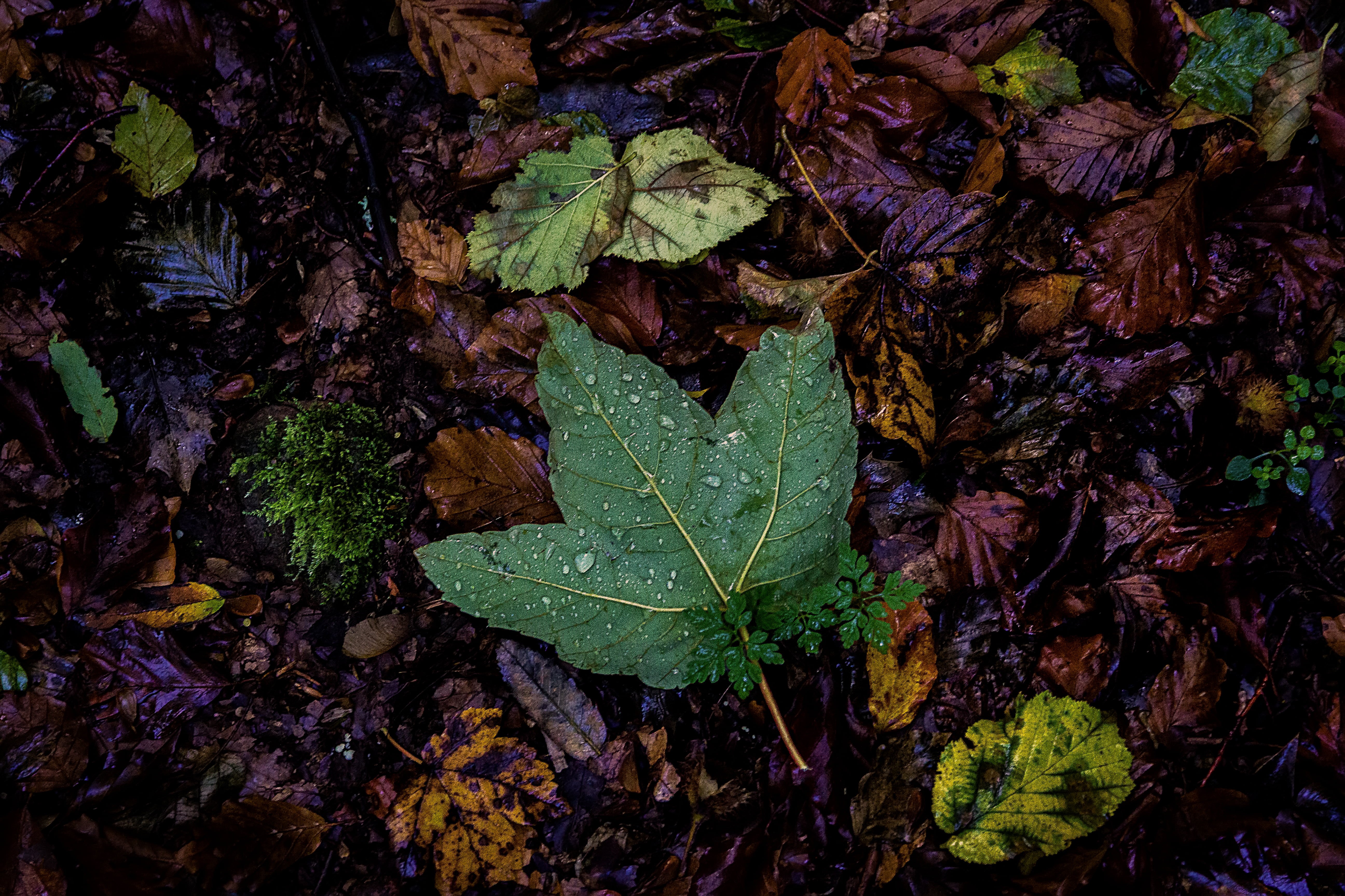 La, leaf, multi Colored, green, season, yellow, autumn, forest, nature, 5K, maple, maple leaf, HD Wallpaper