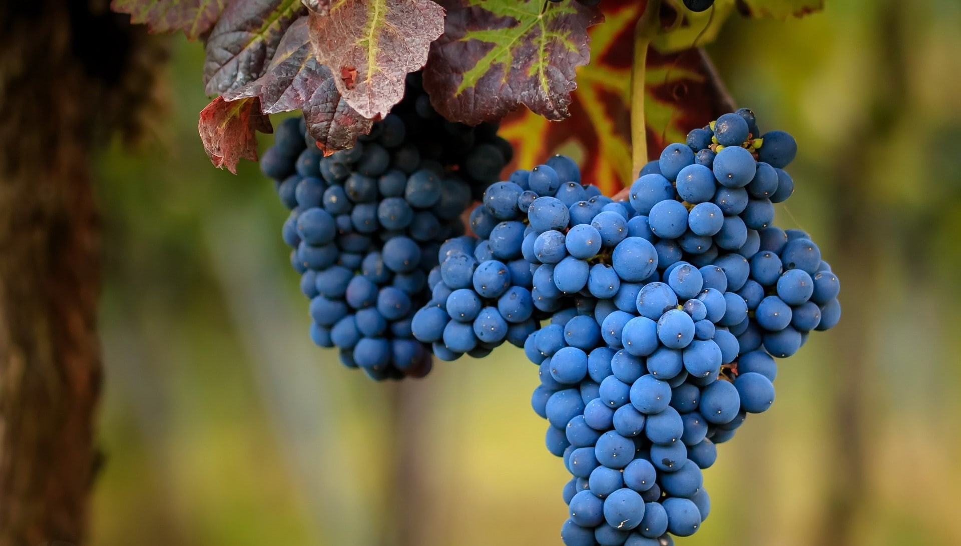 fruit, grapes, berries, food, 1080P, HD Wallpaper