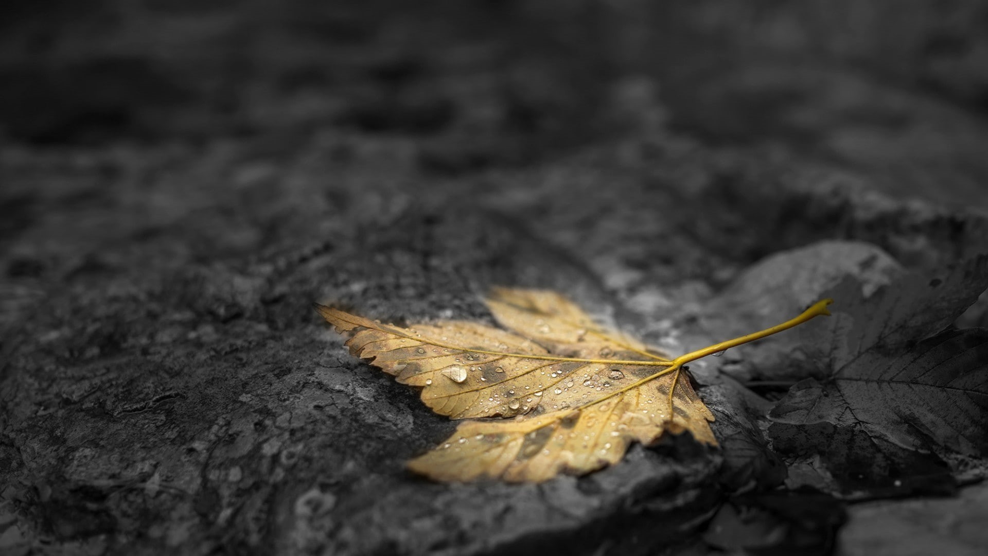 dry, selective focus, dew, water drops, stones, day, change, fragility, vulnerability, leaves, selective coloring, plant part, yellow, water, fall, stone, HD Wallpaper