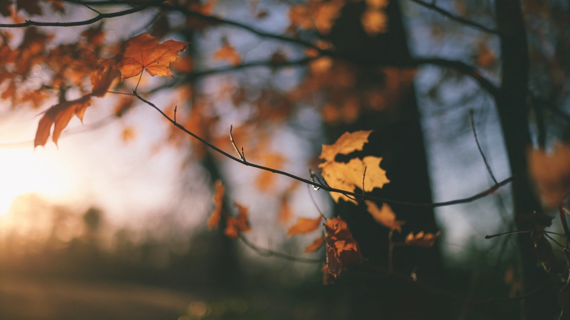 land, trees, scenics, beauty In Nature, photography, lush Foliage, plant, tree, color Image, tranquility, light - Natural Phenomenon, nature, growth, autumn, HD Wallpaper