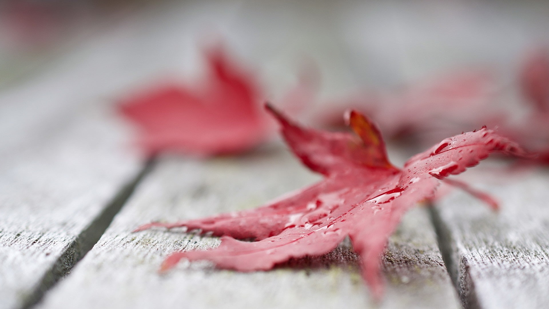 natural condition, wood - material, leaves, close-up, macro, depth of field, textured, outdoors, freshness, 1080P, cold temperature, wooden surface, maple leaf, HD Wallpaper
