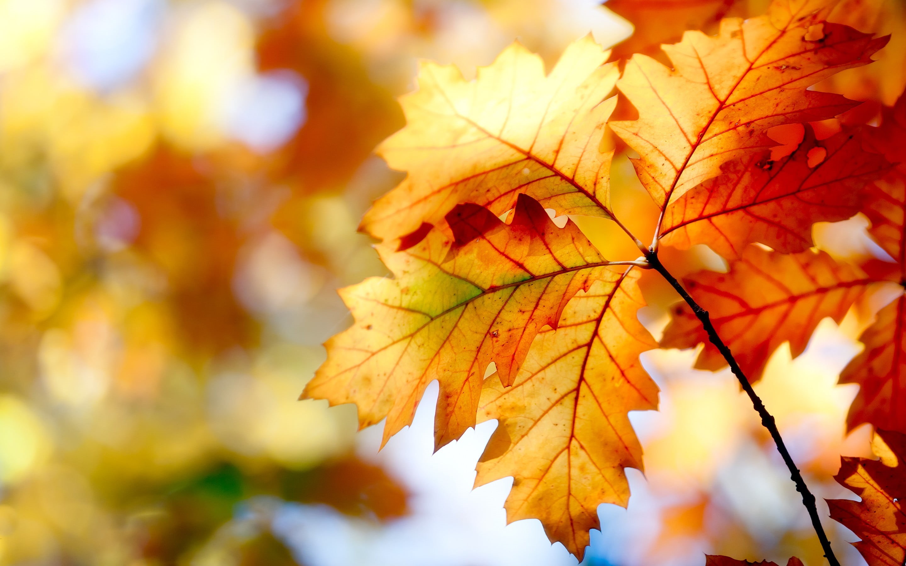 maple leaf, abstract, september, light - Natural Phenomenon, lush Foliage, vibrant Color, fall, focus, plant part, copy Space, nature, focus on foreground, HD Wallpaper