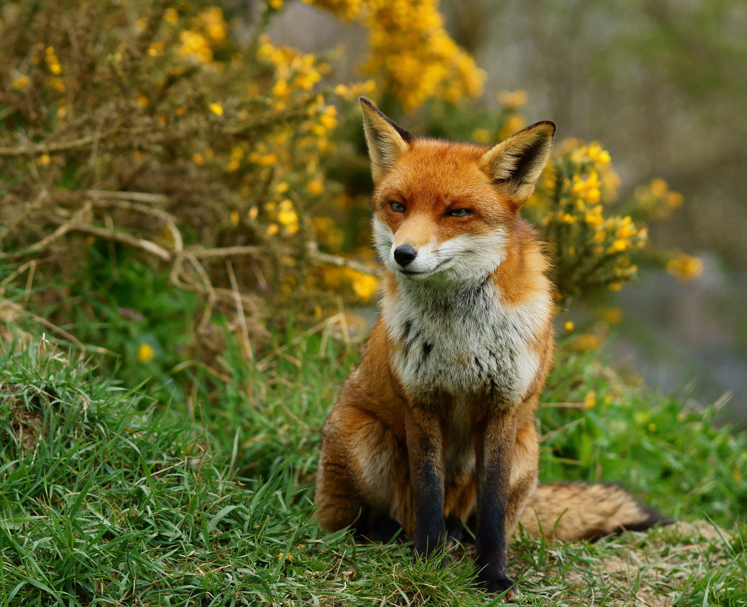 animals In The Wild, fox, wildlife, cute, red Fox, nature, forest, animal, outdoors, surrounded, 1080P, canine, mammal, brown, plants, carnivore, HD Wallpaper