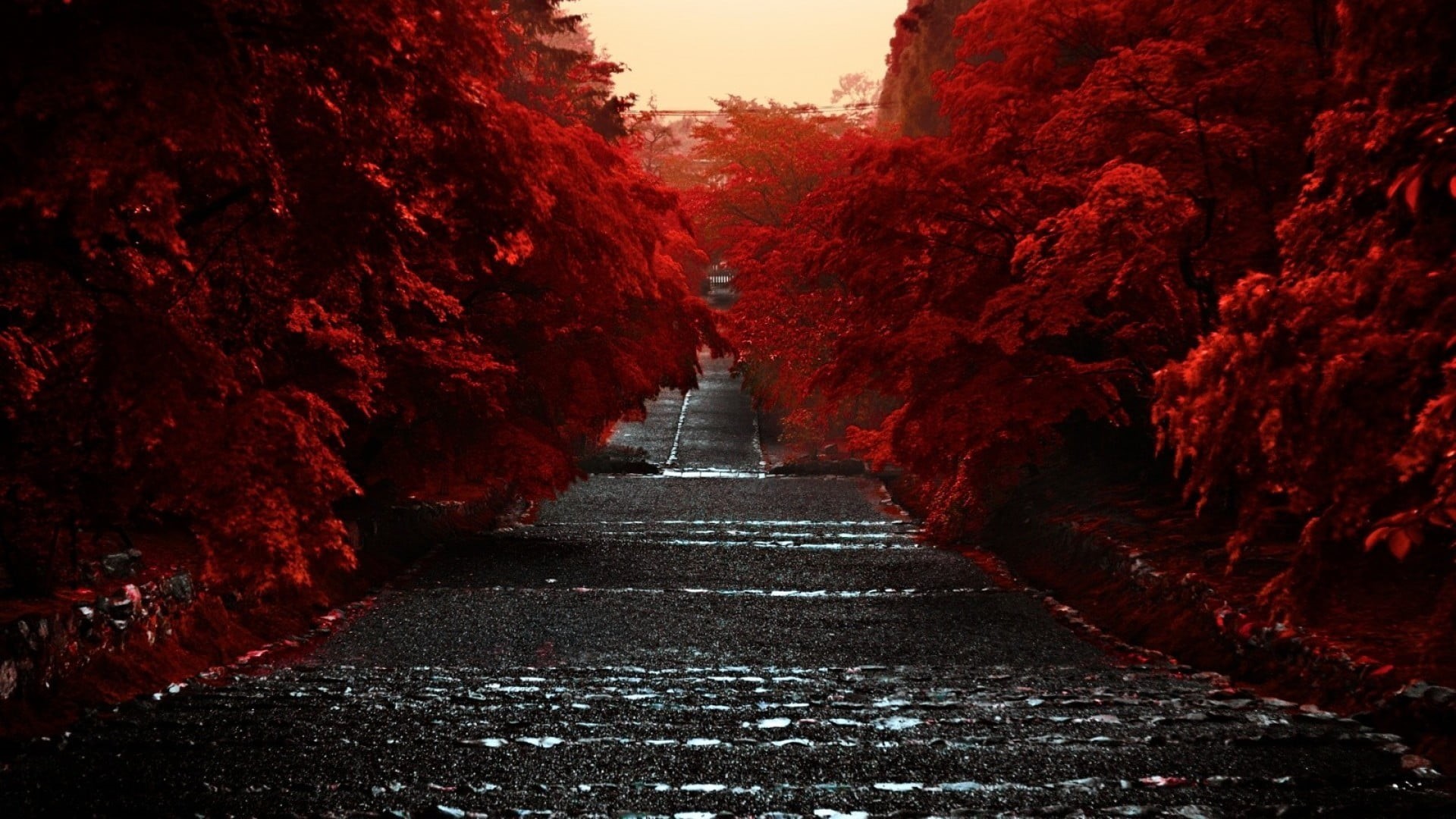 landscape, day, street, beauty In Nature, tree, red, diminishing perspective, nature, sky, no People, growth, direction, travel, change, trees, outdoors, HD Wallpaper